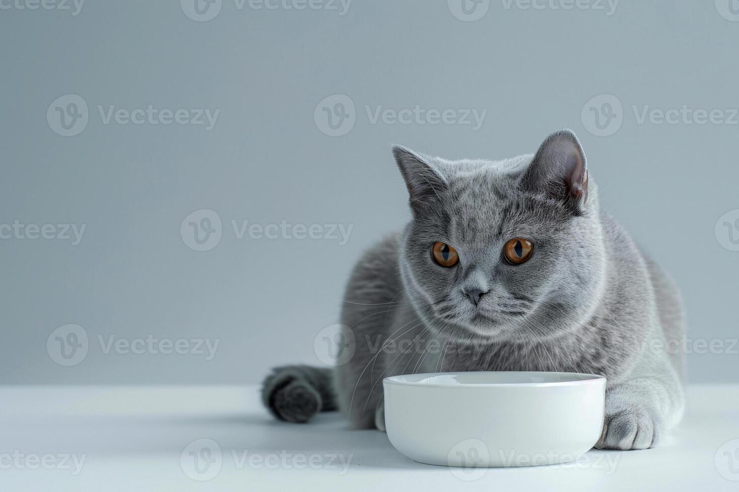 katje kat zittend in de buurt de kom van huisdier voedsel. foto