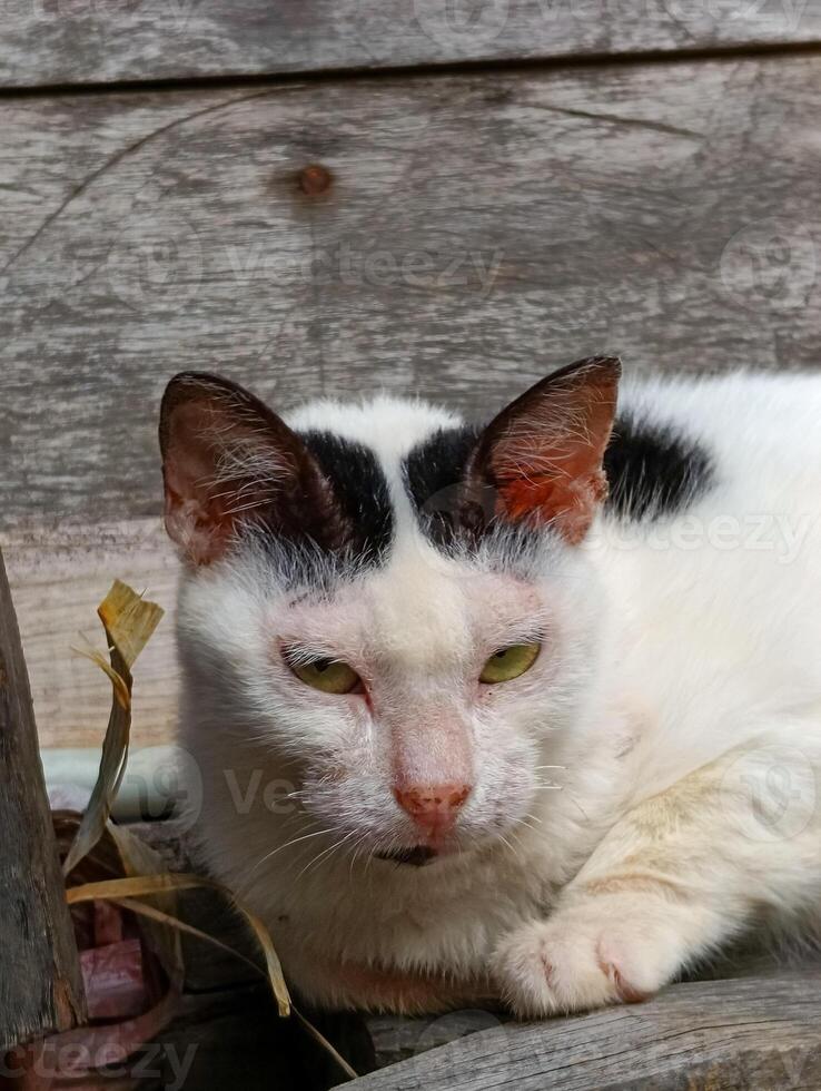 wit kat met zwart vlekken, lui en slaperig foto