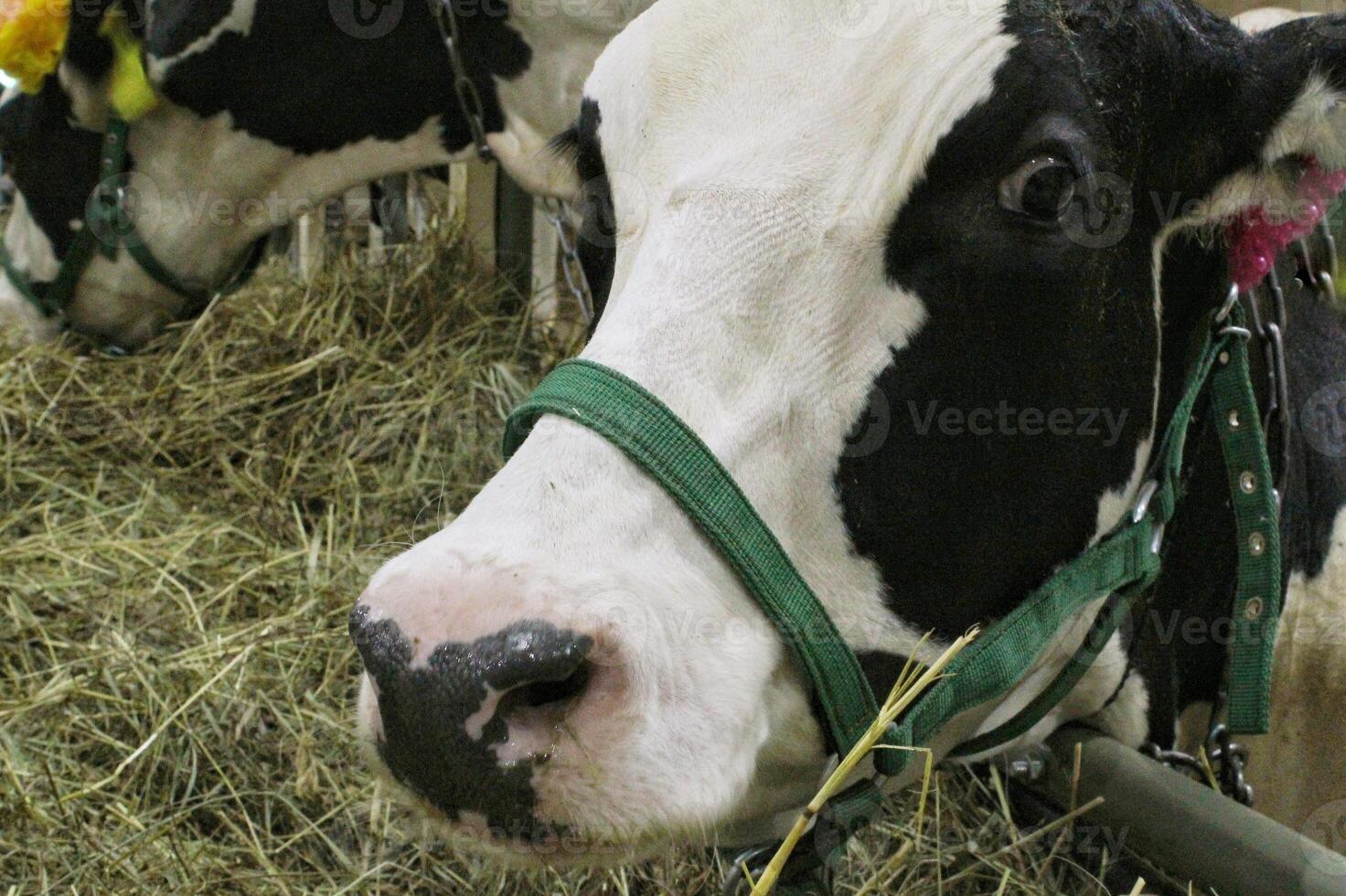 koeien Aan zuivel boerderij. vee voeden met hooi. concept van landbouw en dier veeteelt. kudde van koeien aan het eten hooi stal in dier boerderij. vlees en melk industrie. biologisch productie, duurzame levensstijl foto