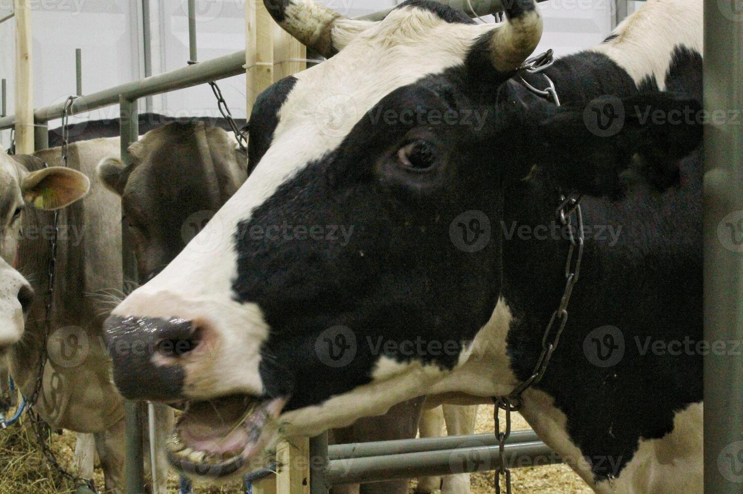 koeien Aan zuivel boerderij. vee voeden met hooi. concept van landbouw en dier veeteelt. kudde van koeien aan het eten hooi stal in dier boerderij. vlees en melk industrie. biologisch productie, duurzame levensstijl foto