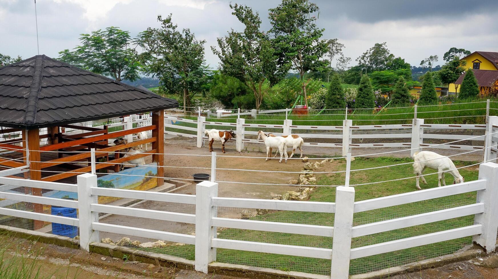 een groep van geiten zijn aan het eten gras Aan de boerderij foto