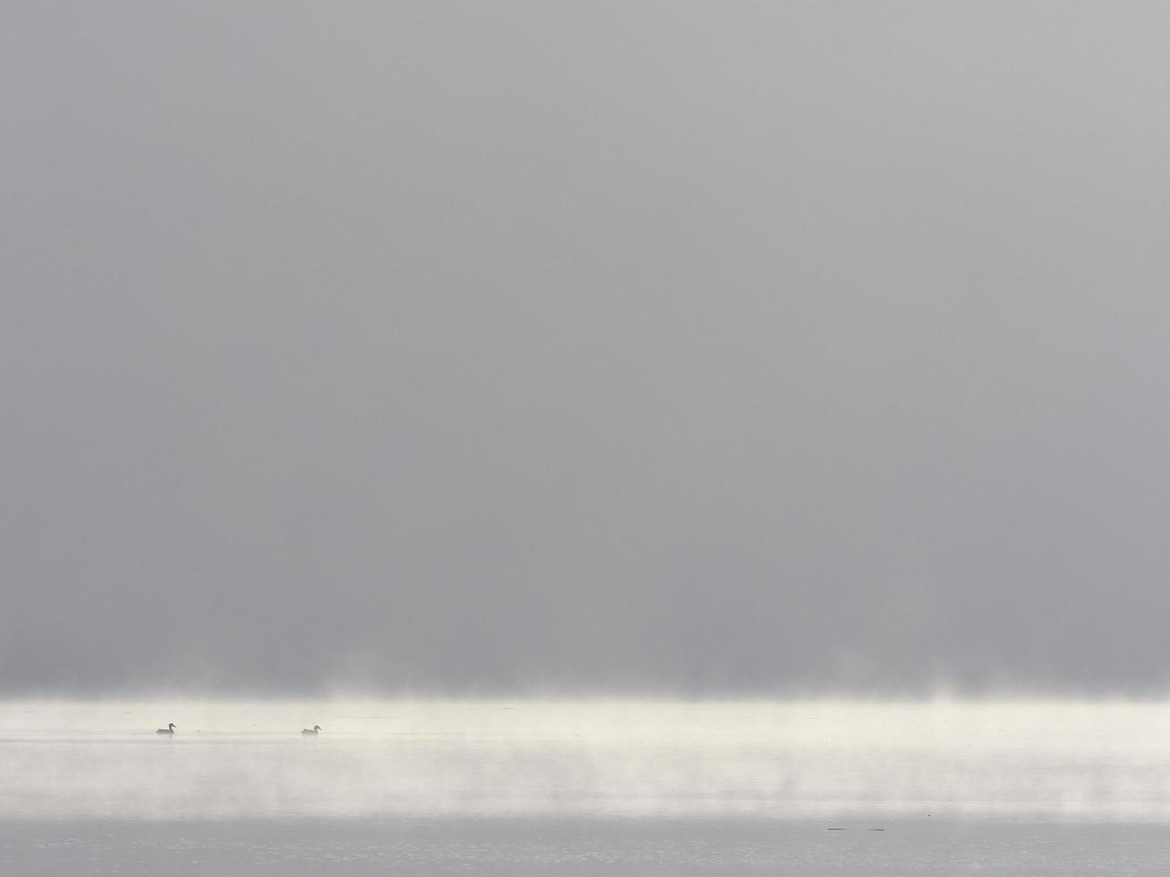 eenden in de mist, bellusreservoir, spanje foto