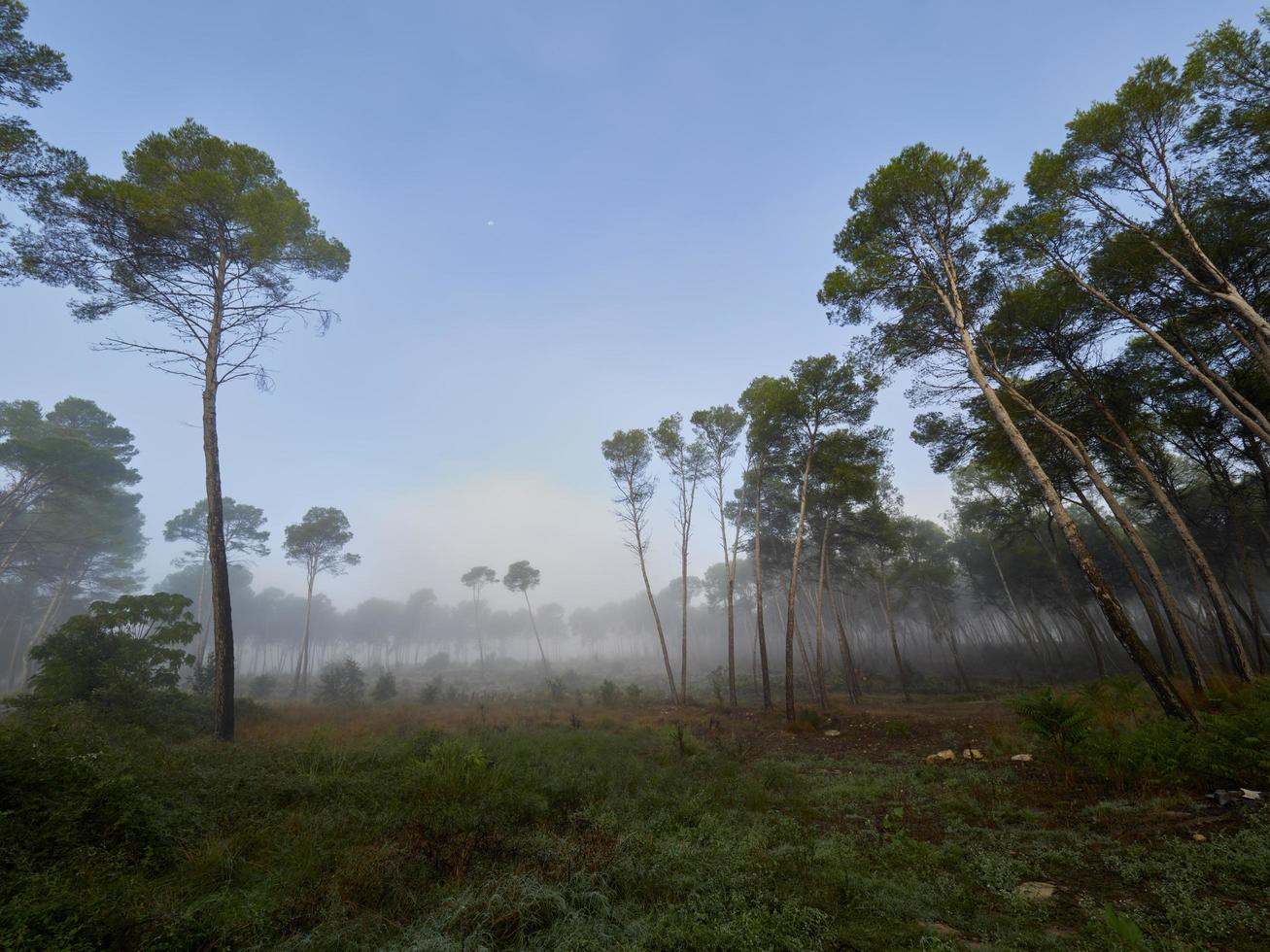 mist in het bos, bellus, spanje foto