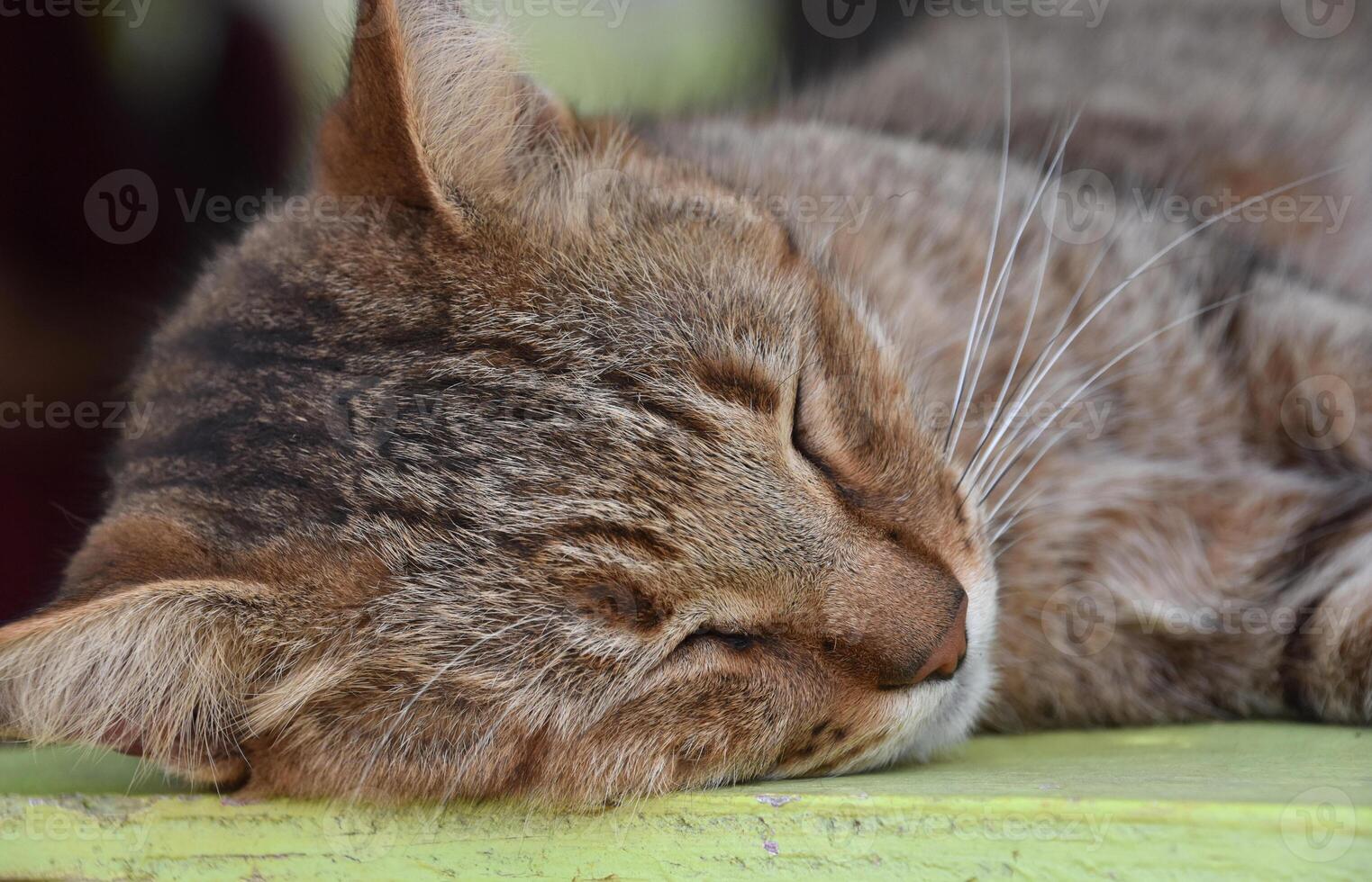 resting tijger kat in slaap in de dagen warmte foto