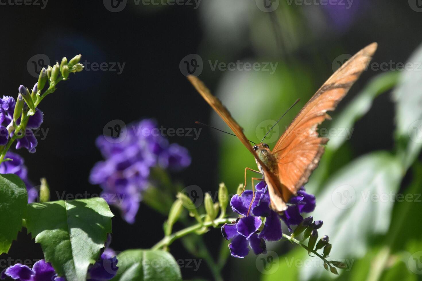 julia vlinder Aan Purper bloemen in een tuin foto