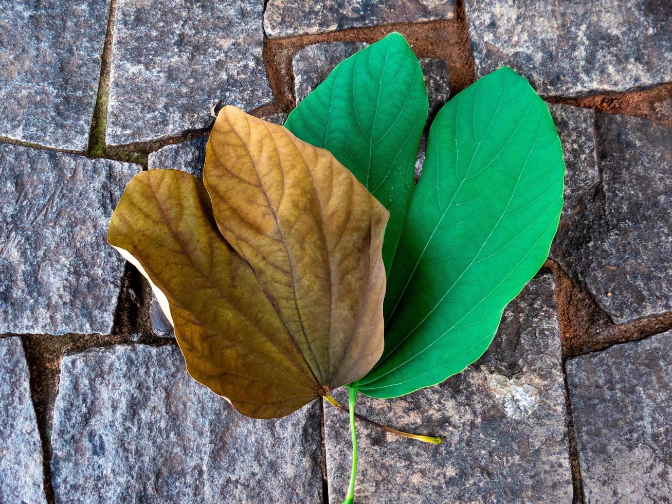 close-up van droog blad en groen blad met als achtergrond stenen tegels foto