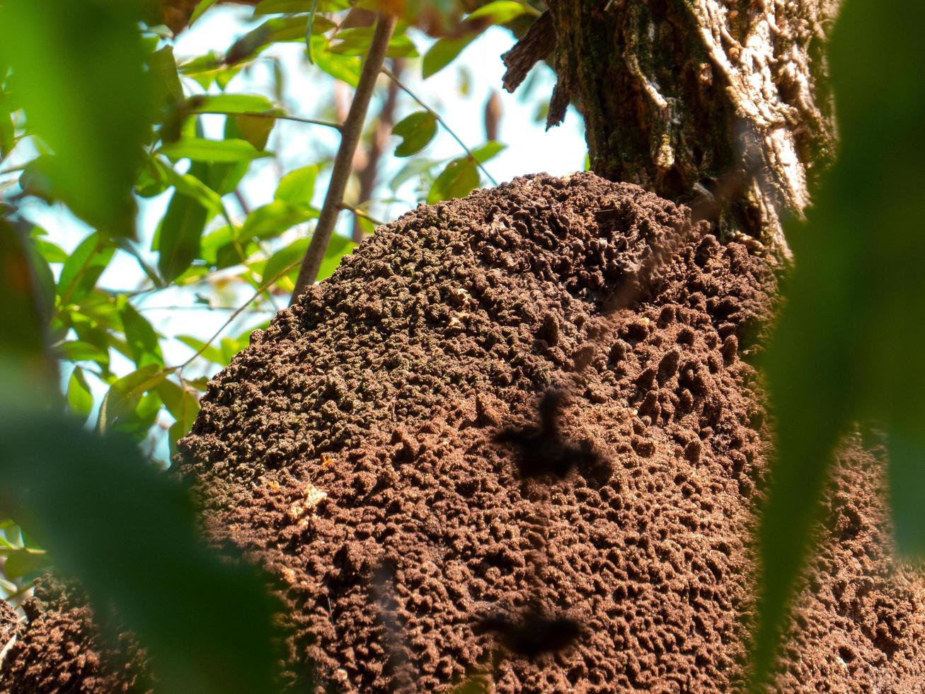 termietennest in kolonie op boom. deze insecten zijn verantwoordelijk voor het vernietigen van houten voorwerpen en huizen. foto