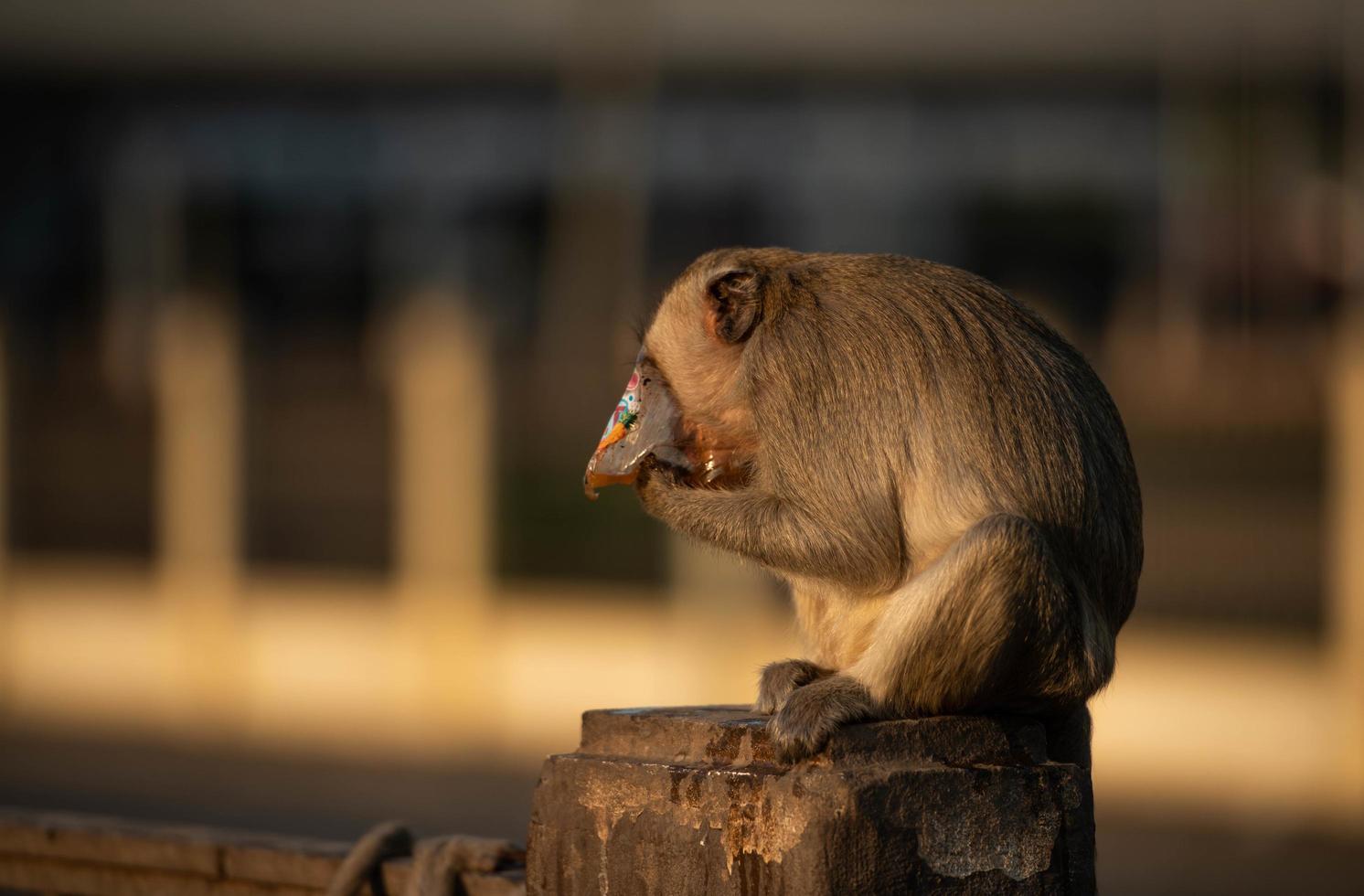 het leven van de aap in het gebied van phra prang sam yot, lop buri foto