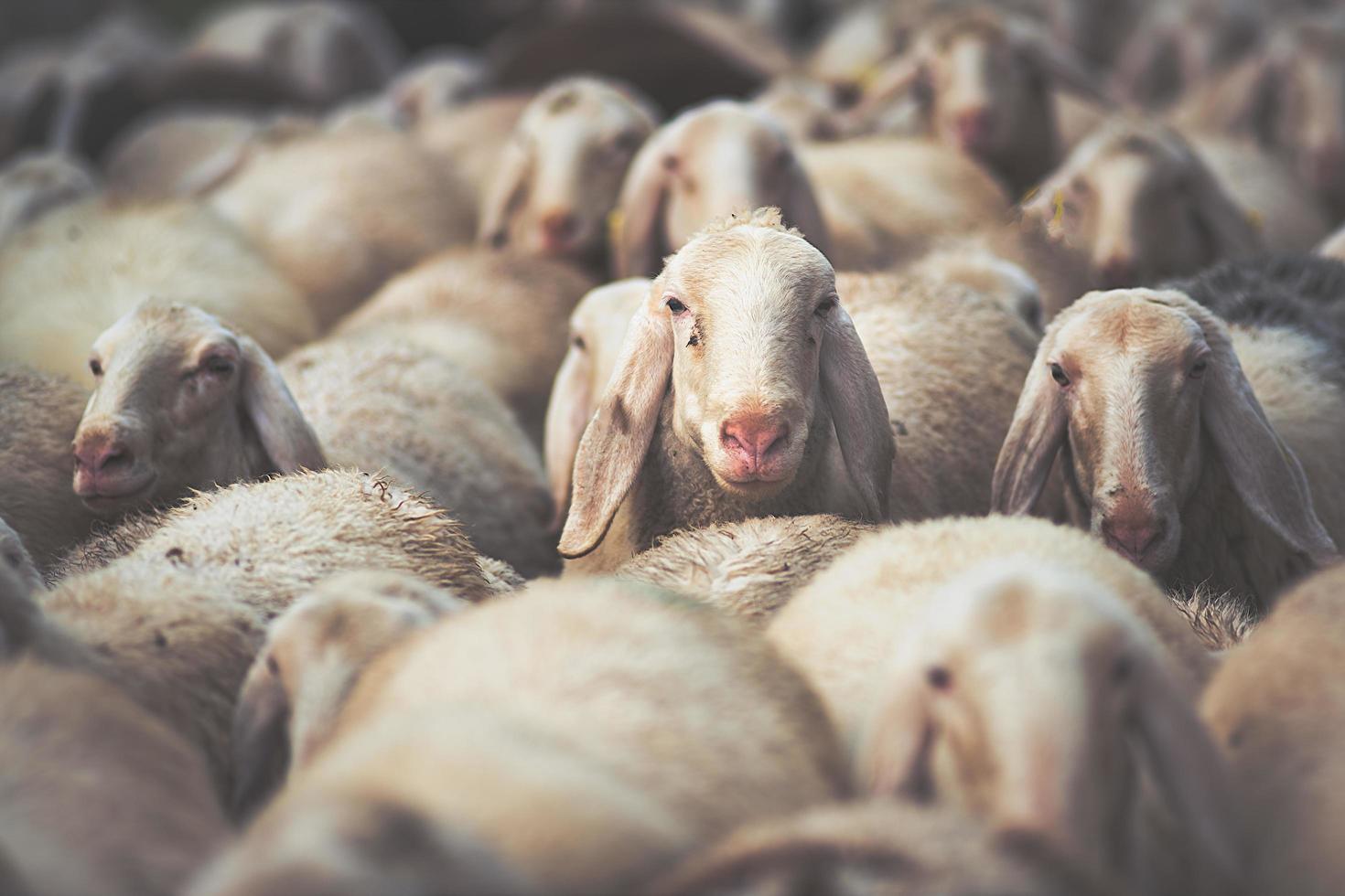 kudde schapen tijdens de herfst transhumance foto