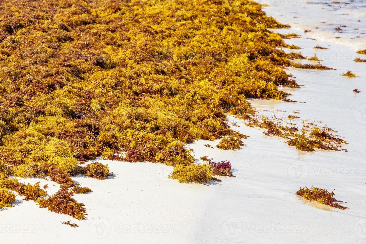 zeer walgelijk rood zeewier sargazo strand playa del carmen mexico. foto