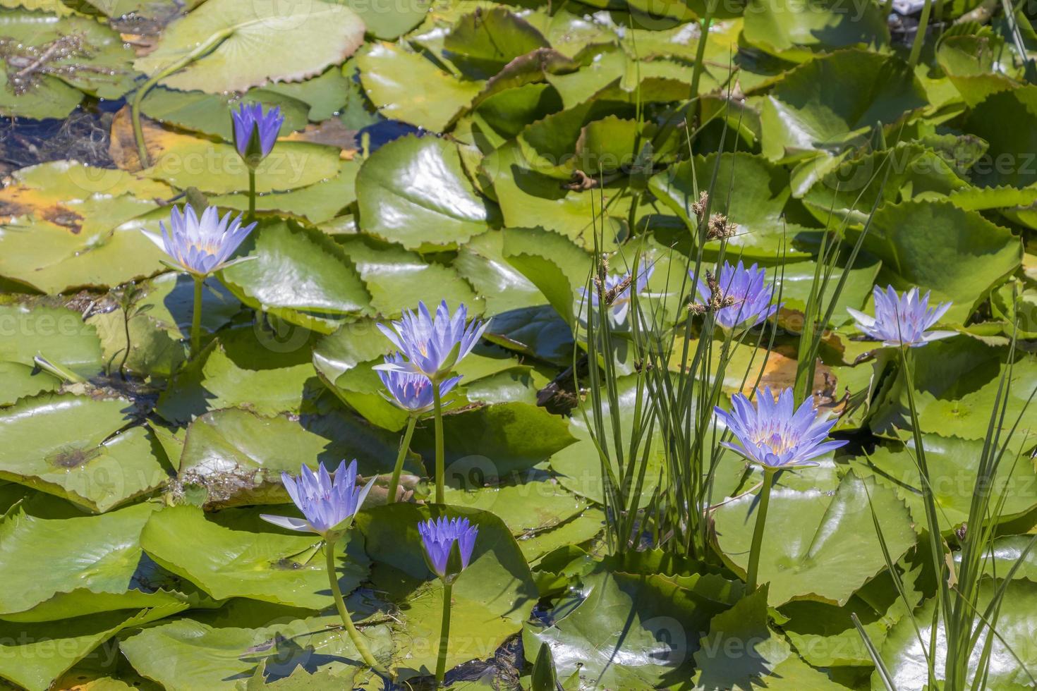 paars blauwe waterlelies green point park kaapstad, afrika. foto