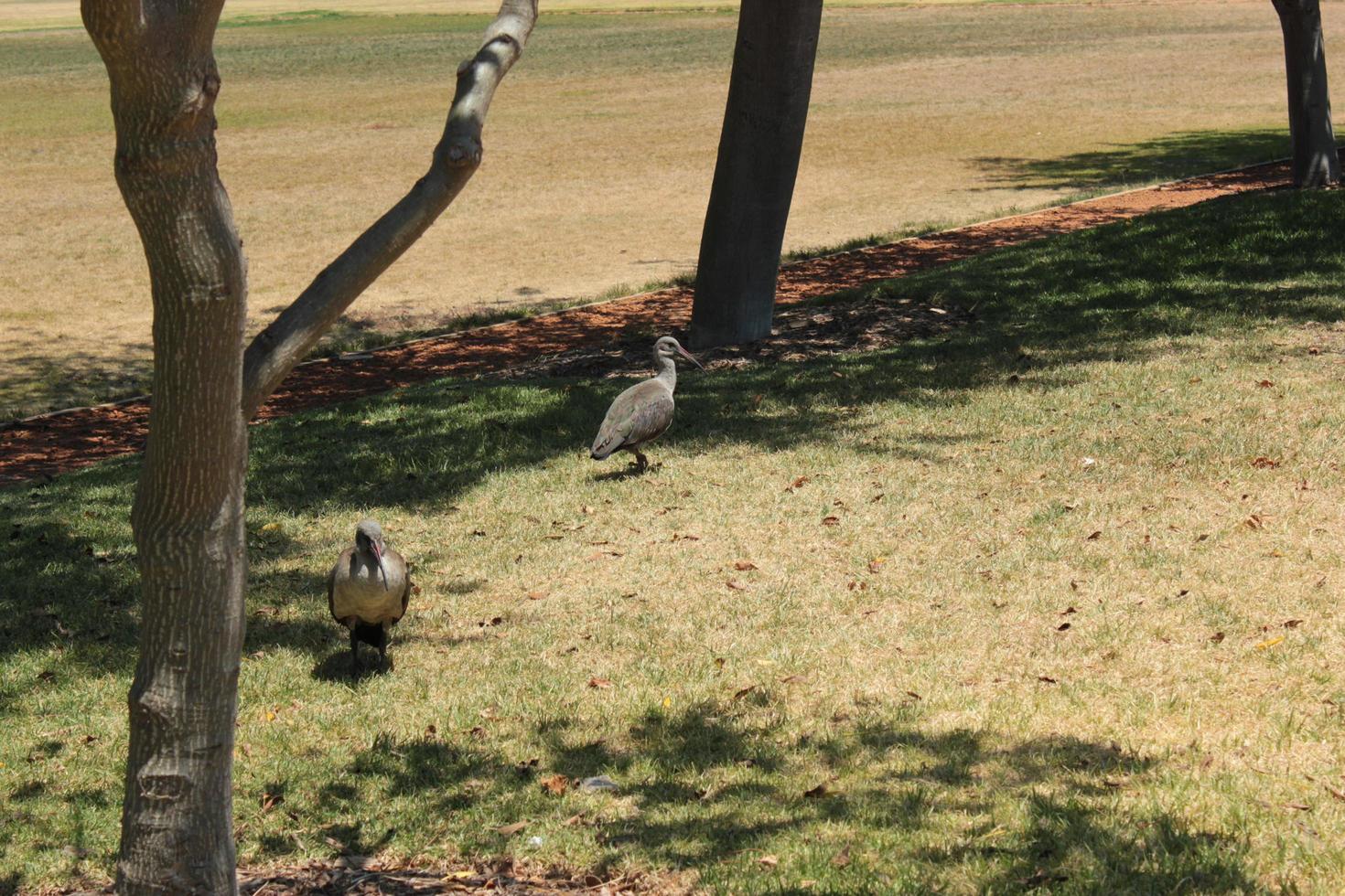 hadada ibis, vogels in Zuid-Afrika. foto