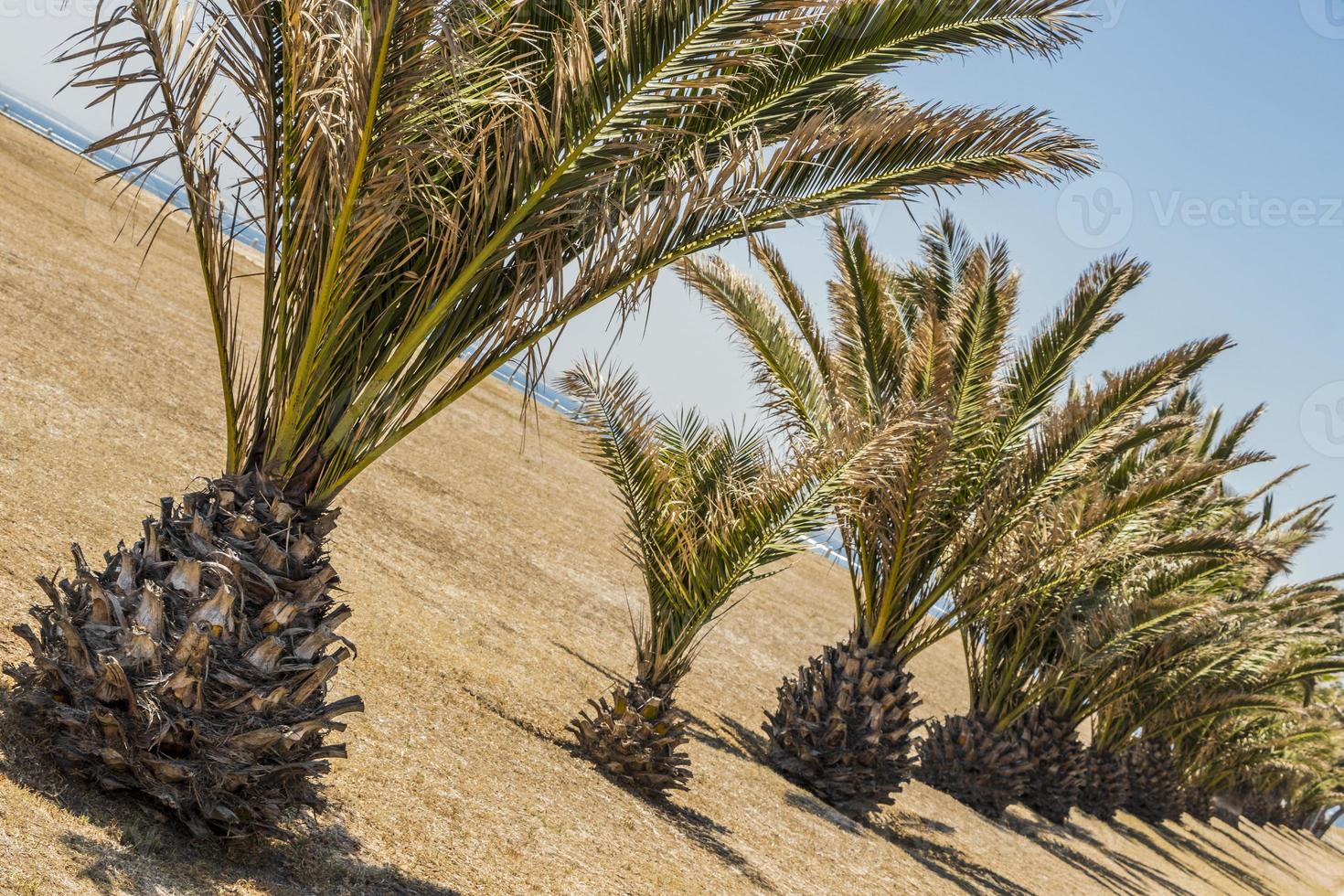 palmen, palmboom zeepunt promenade kaapstad zuid-afrika. foto