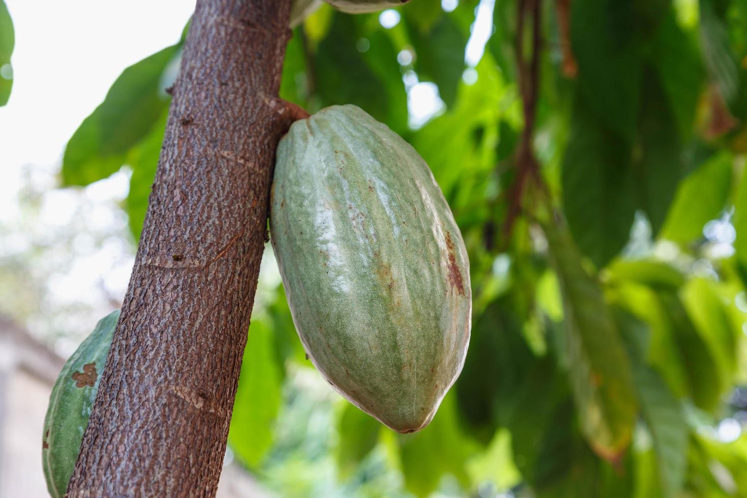 verse cacao peulen van de cacaoboom foto