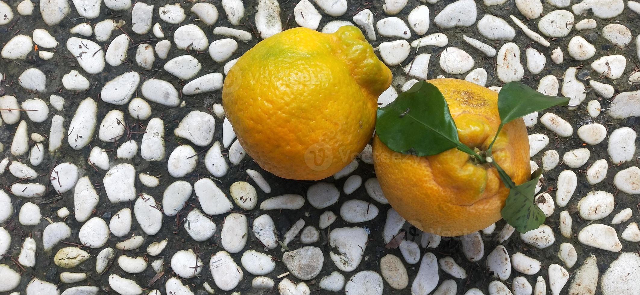 foto van pitloze zoete sinaasappel uit japan