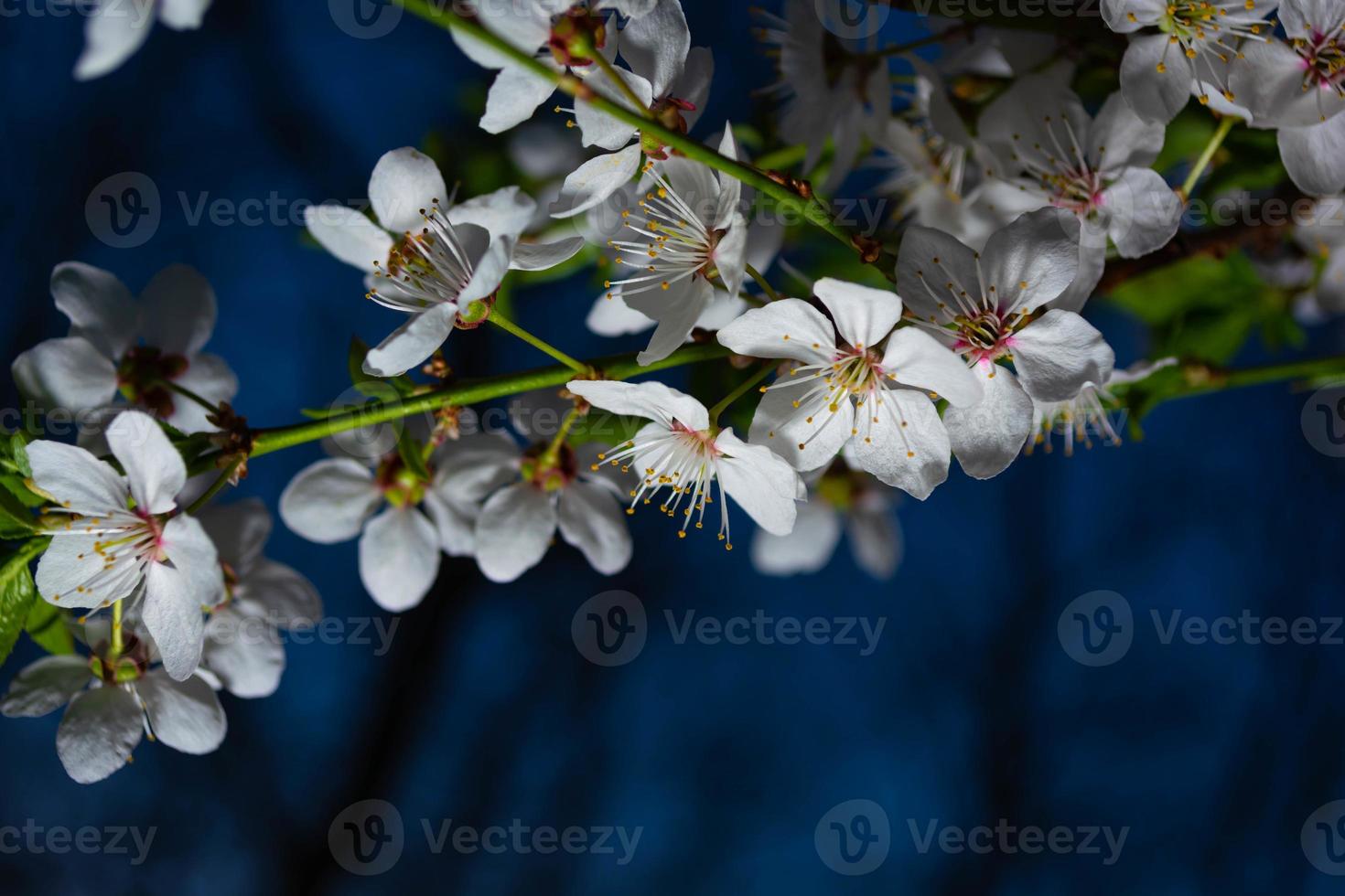 witte pruimenbloesems foto