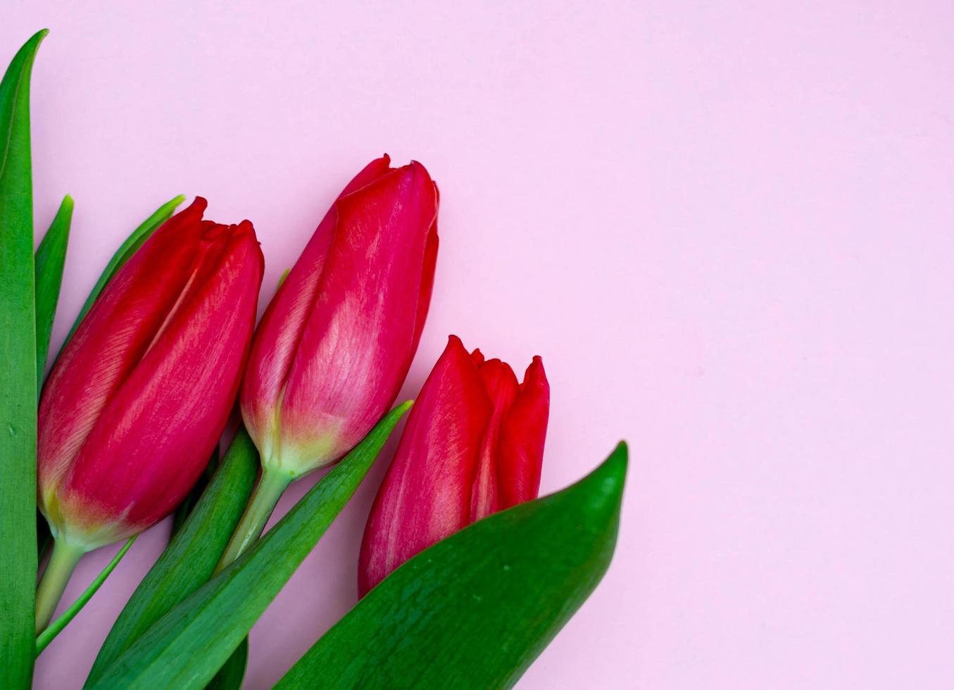 rode tulpen op een roze achtergrond foto