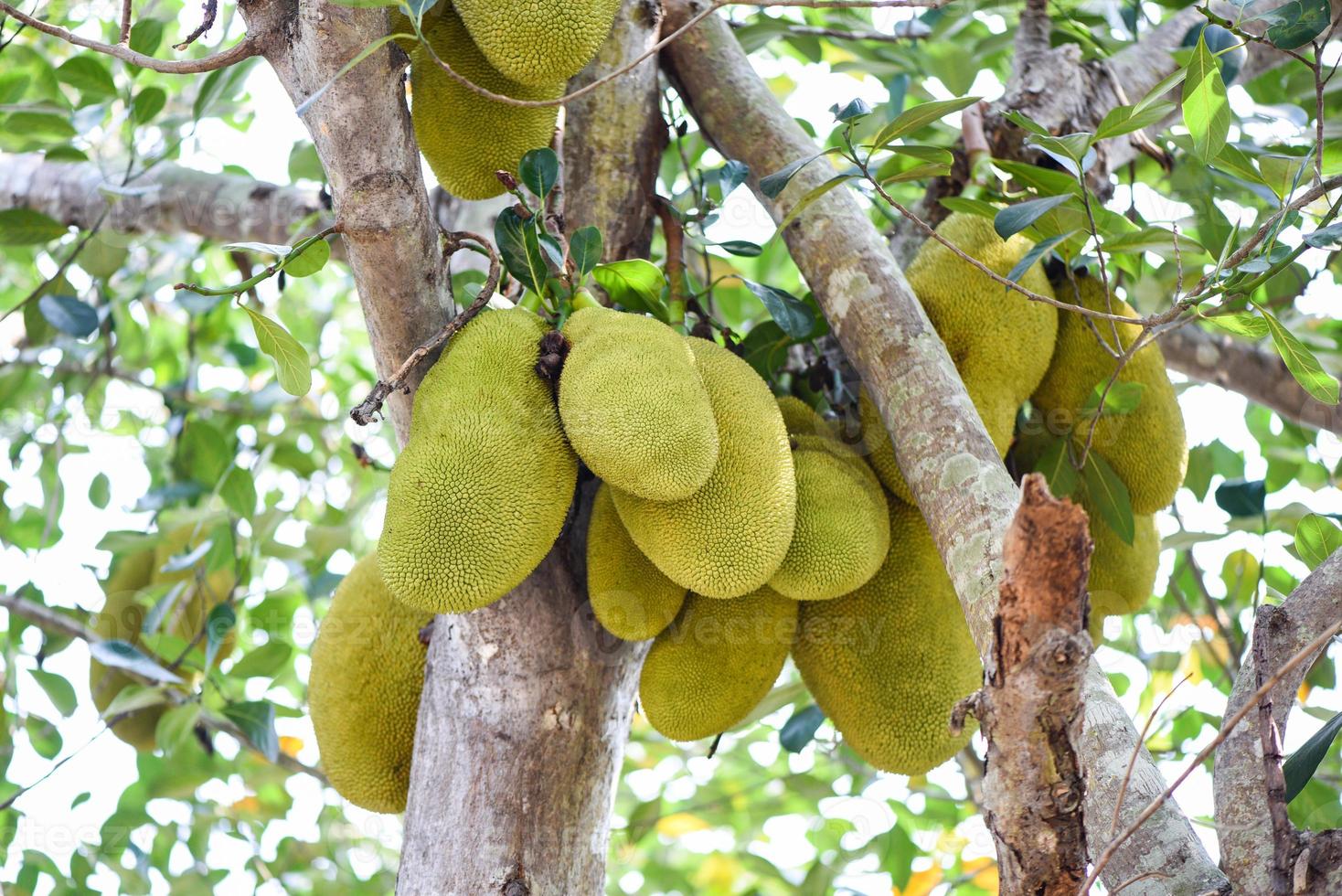 jackfruit op jackfruitbomen hangt in de zomer aan een tak in de tropische fruittuin foto