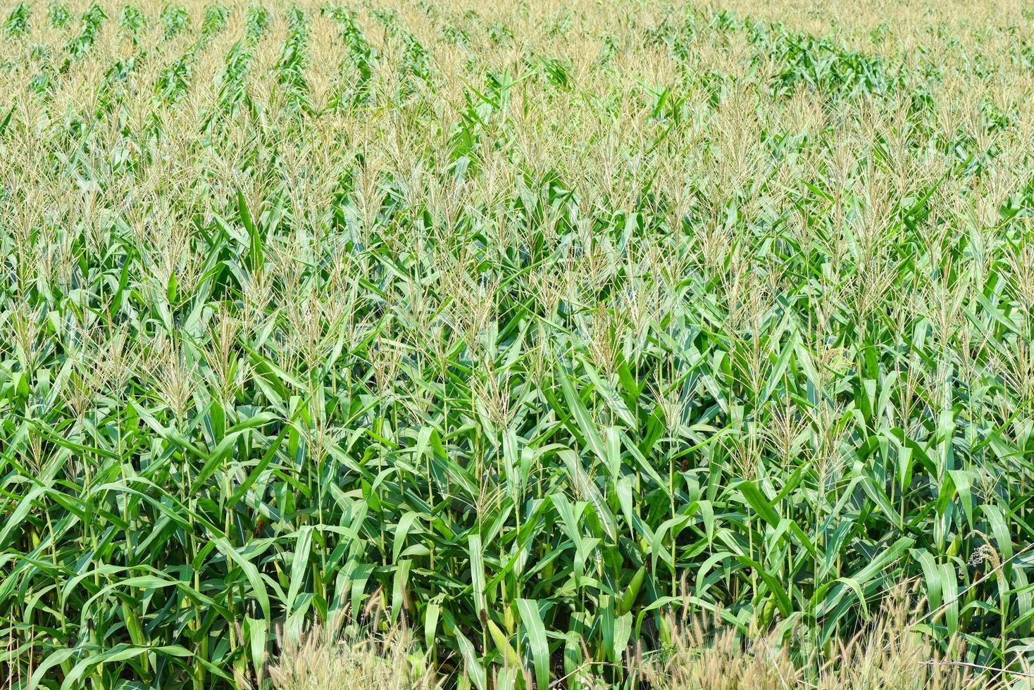 groen maïsveld, maïskolf op maïsveld in aziatische plantagelandbouw foto