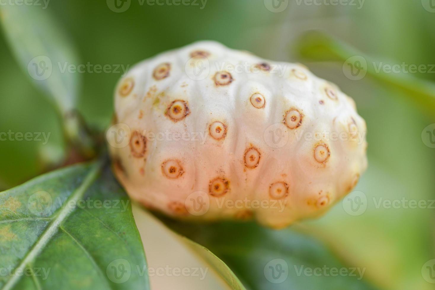 noni fruit op de noni boom in de natuur groene achtergrond, verse rijpe noni, grote morinda of morinda citrifolia foto