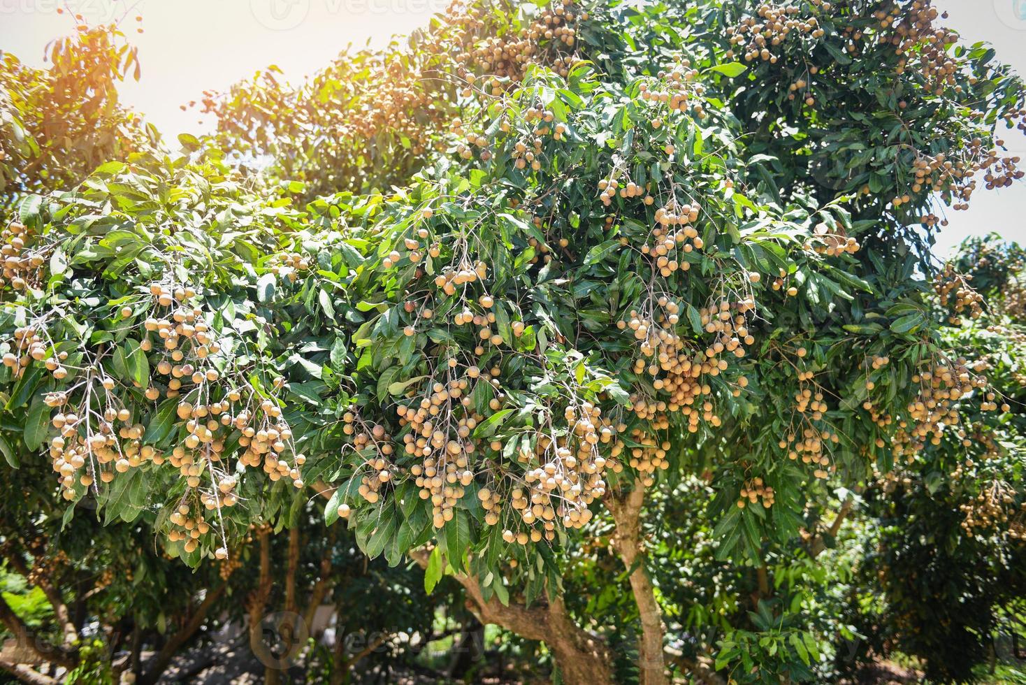 longan boomgaarden tuinieren fruit op de longan boom - tropisch fruit in de zomer thailand foto