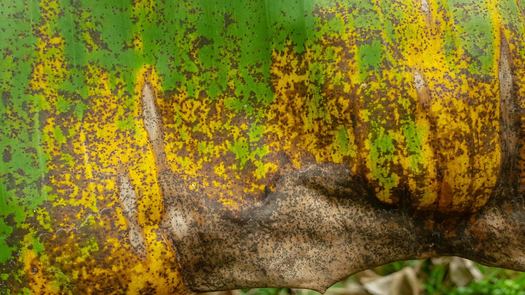 groene en bruine bananenbladtextuur foto