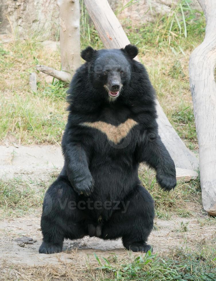 Aziatische zwarte beer foto