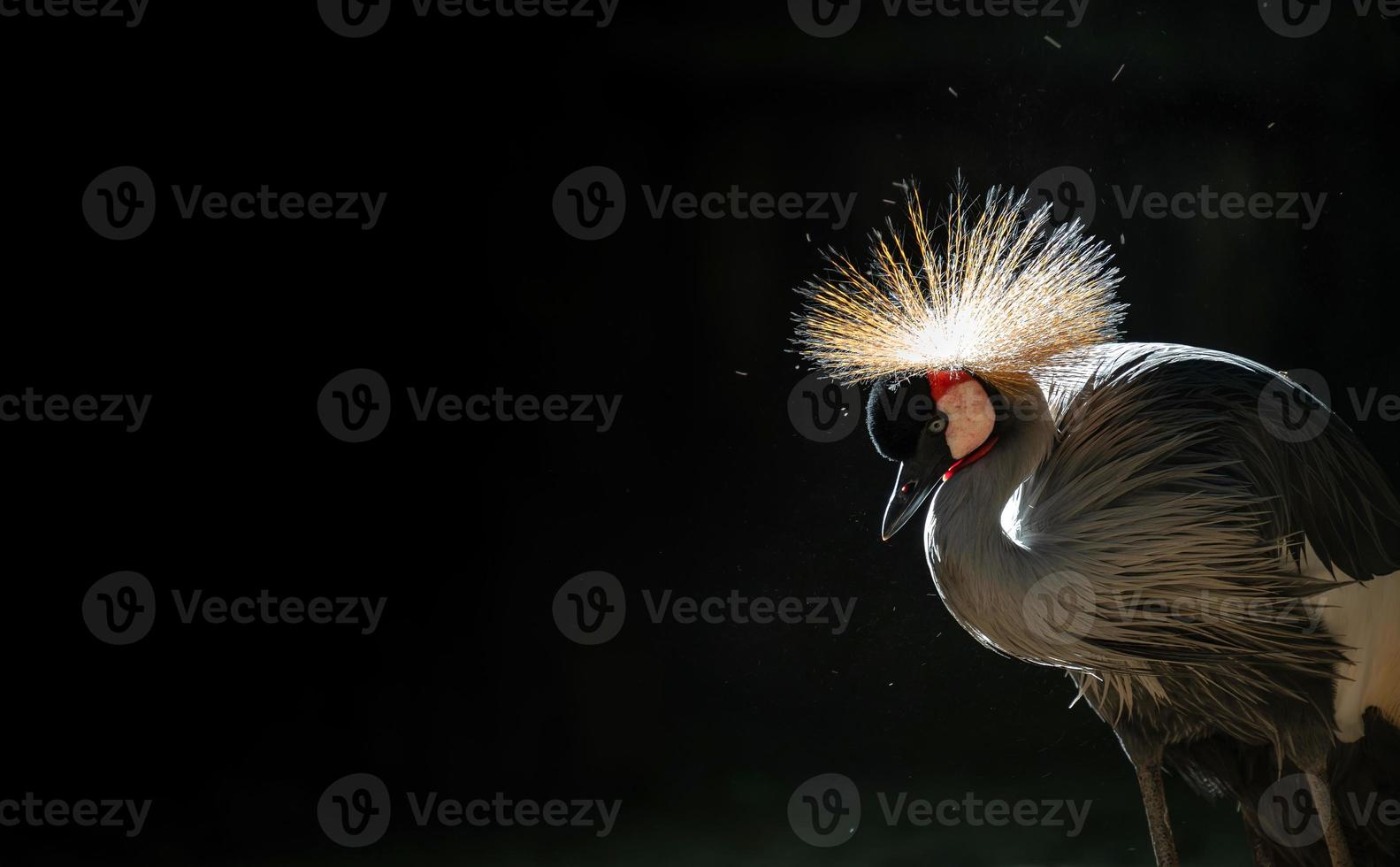 grijze gekroonde kraan op donkere achtergrond foto