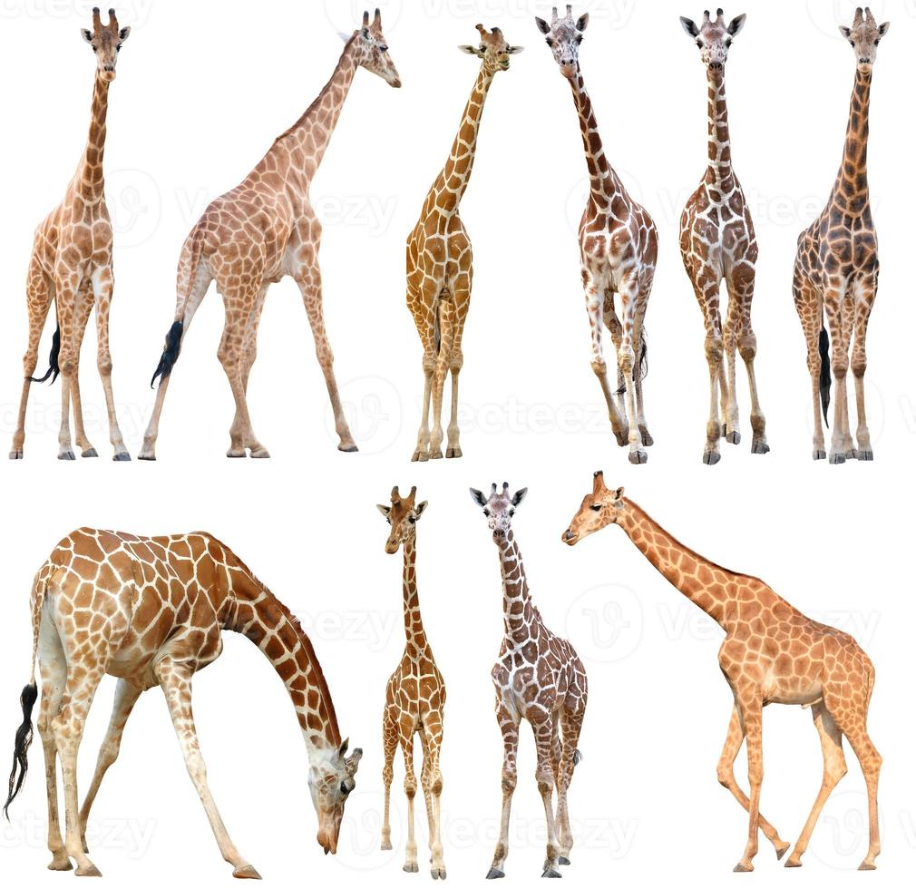 giraf geïsoleerd op een witte achtergrond foto