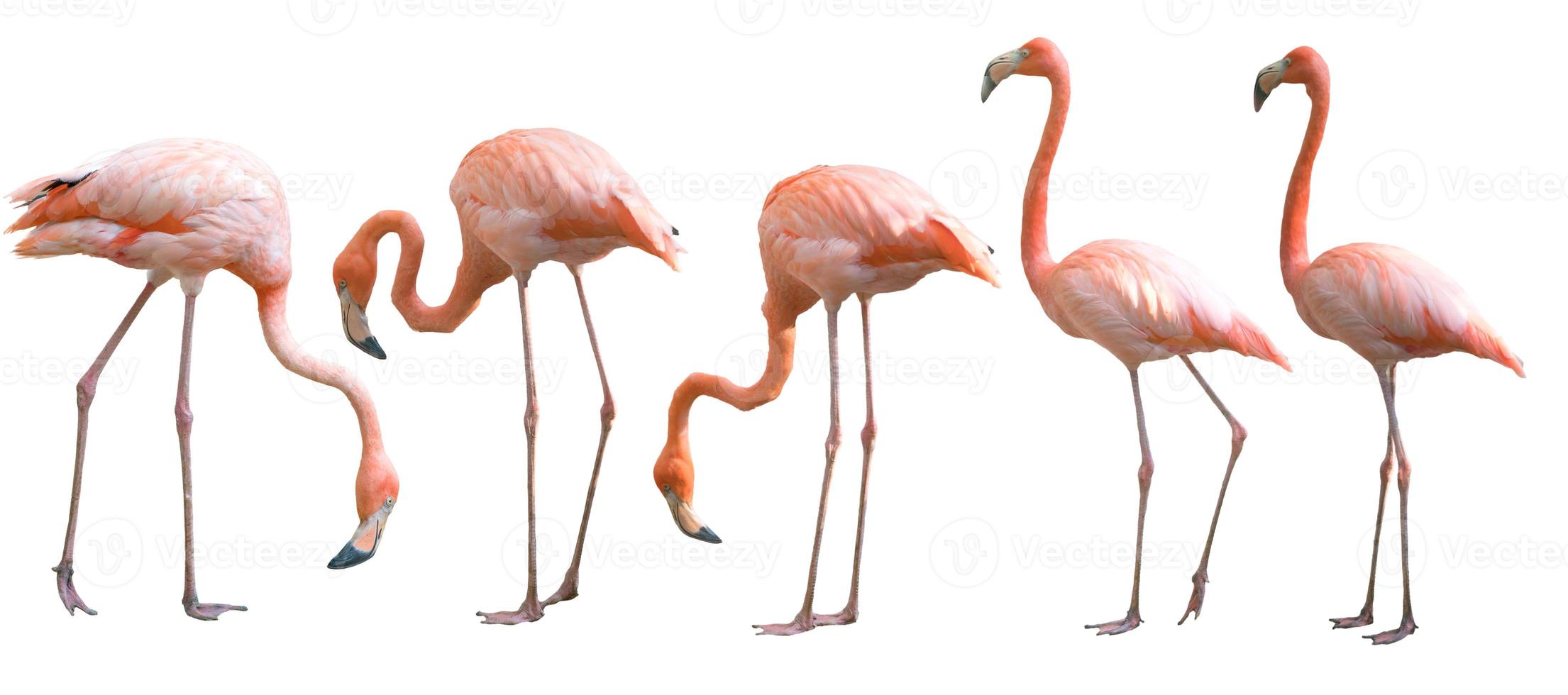 mooie flamingo vogel geïsoleerd foto