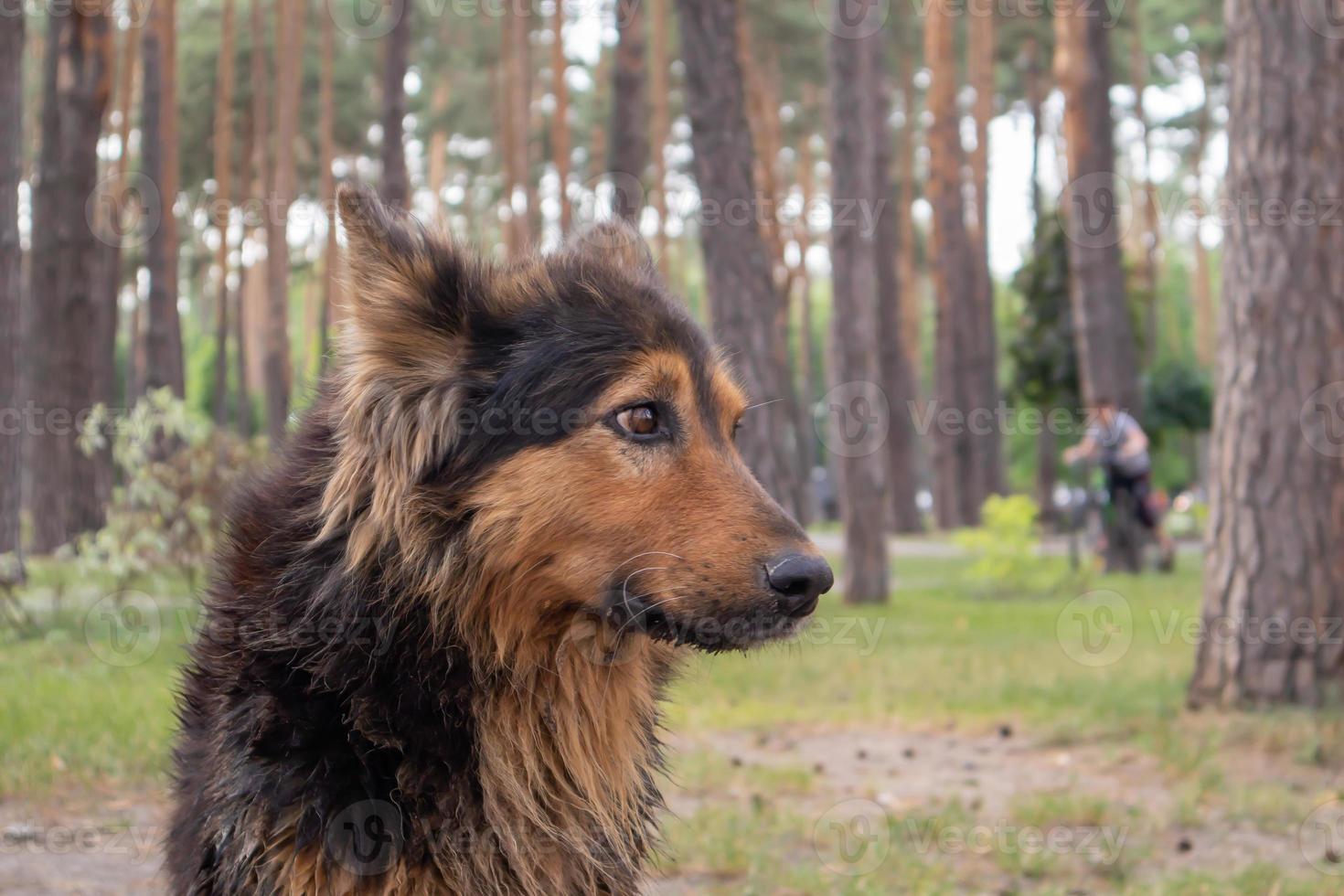 een schattige dakloze hond met schattige ogen in een zomerpark. adoptie concept. trieste dakloze hond poseren in het park. foto