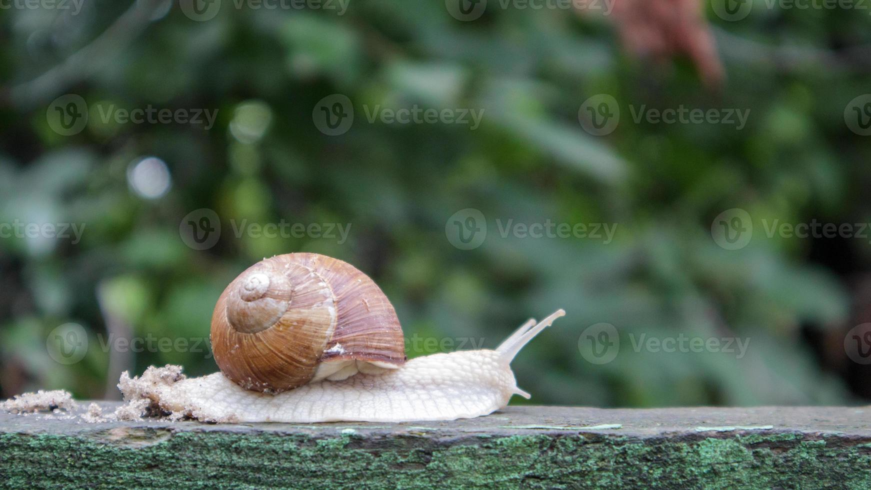 grote kruipende tuinslak met een gestreepte schelp. een groot wit weekdier met een bruin gestreepte schelp. zomerdag in de tuin. Bourgondische, Romeinse slak met onscherpe achtergrond. helix promatia. foto