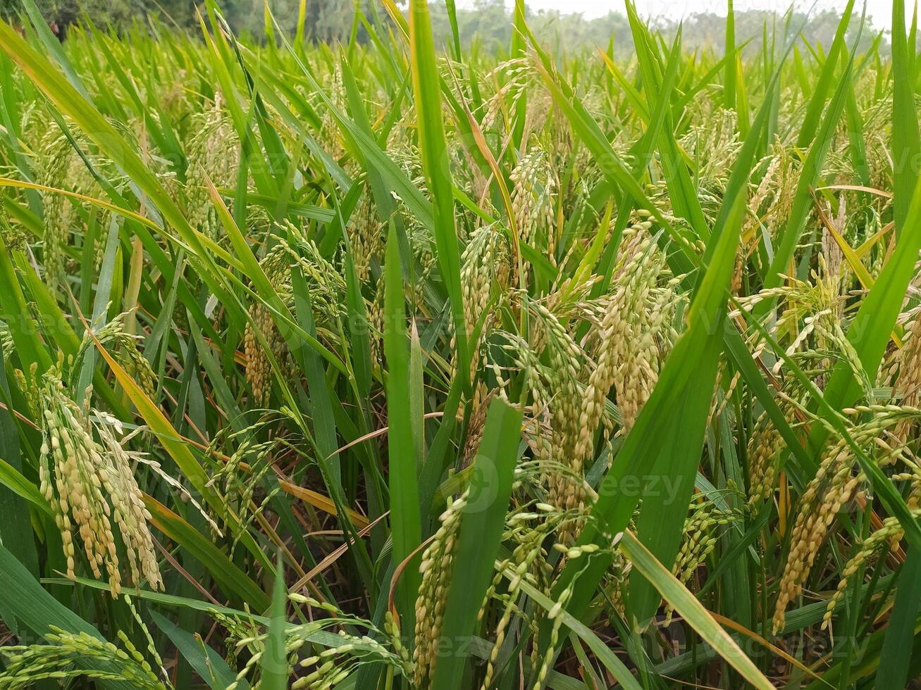 gouden rijstveld rijst- veld- voordat oogsten foto