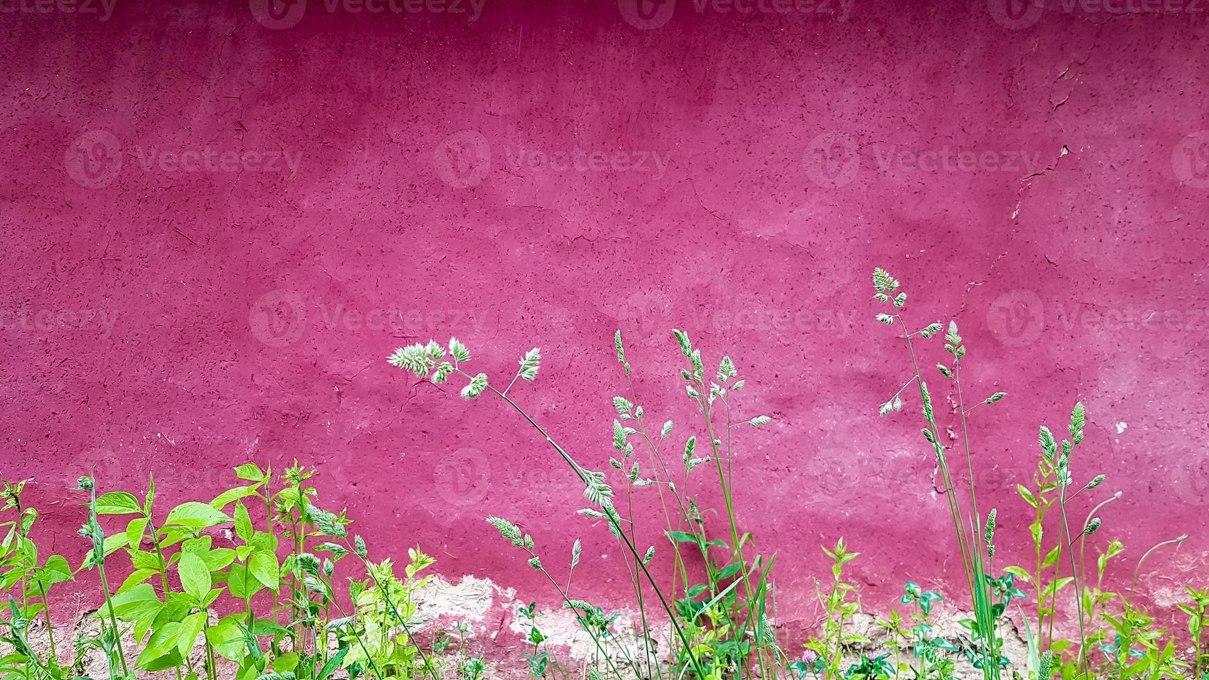 textuur van een oude klei gevel van een huis geschilderd in paars. Oekraïens oud huis. foto