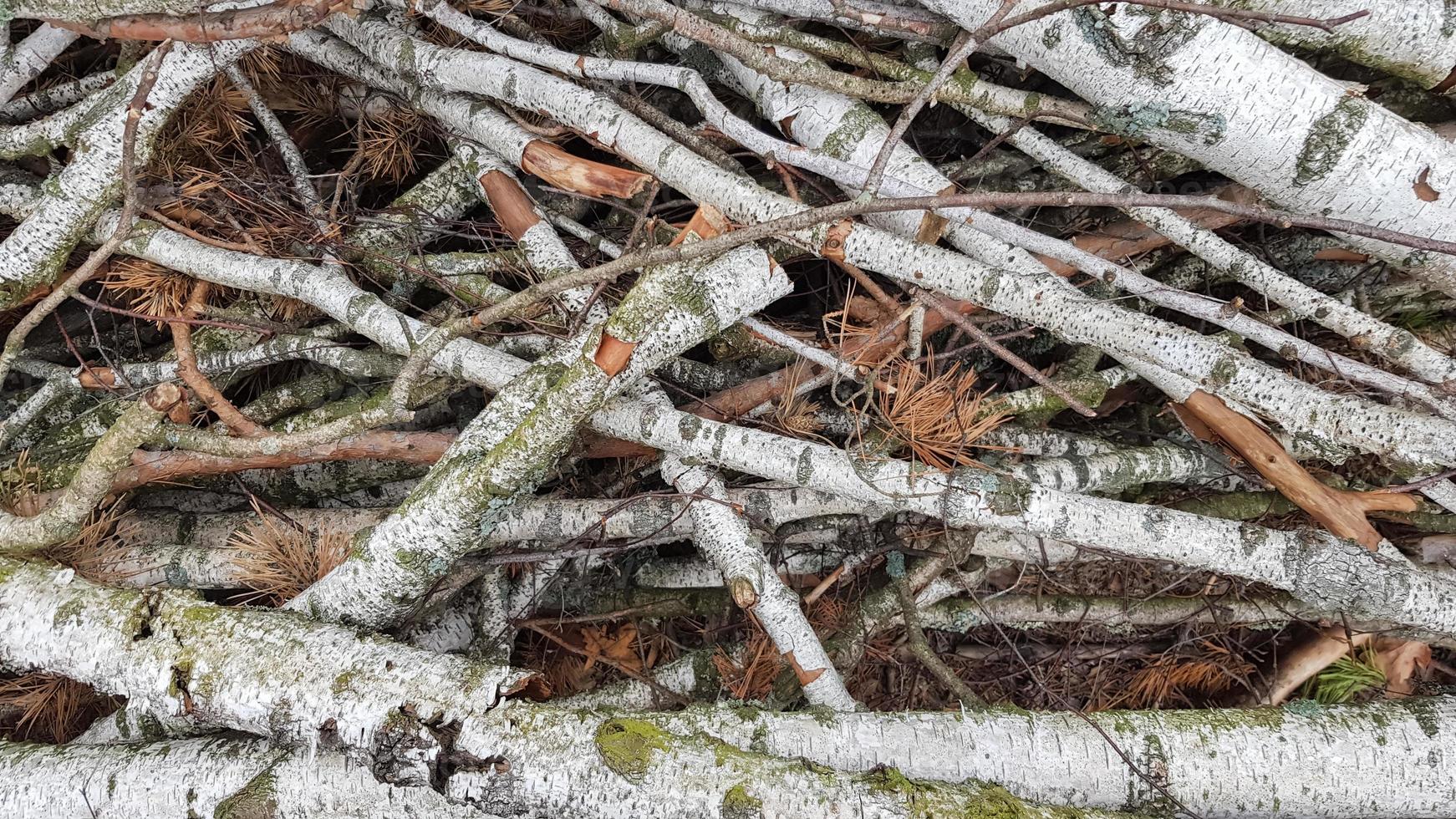 vers gezaagde stammen. boomstammen in het bos na het kappen foto