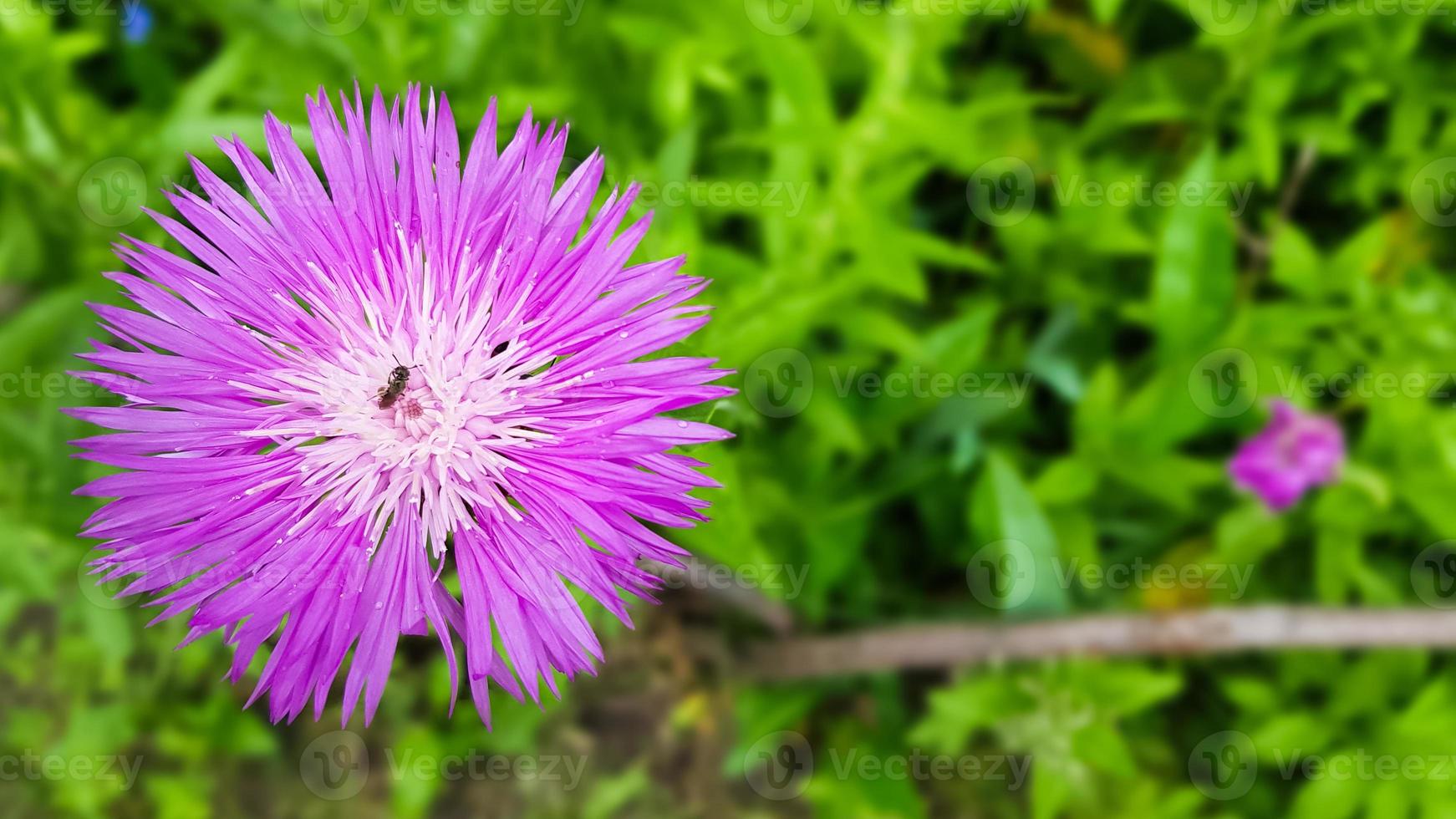 korenbloem weide veld onkruid plant. soort van het geslacht korenbloem van de asteraceae-familie, of compositae. het groeit in weilanden, bosranden en langs bermen. ruimte kopiëren. plat liggen. foto