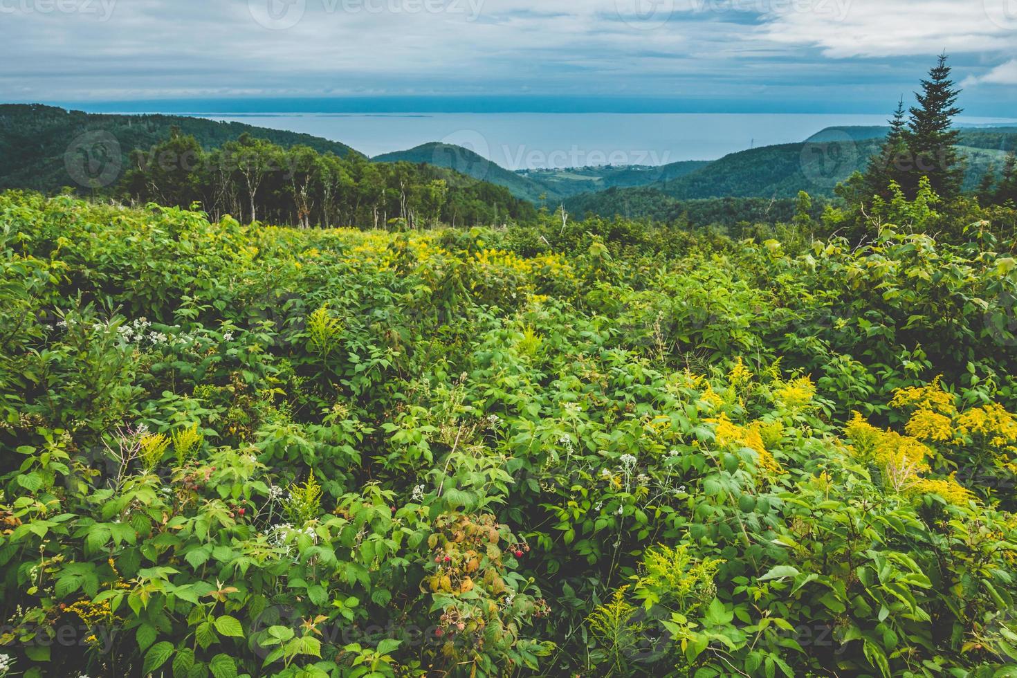 wilde framboos op een prachtig landschap foto