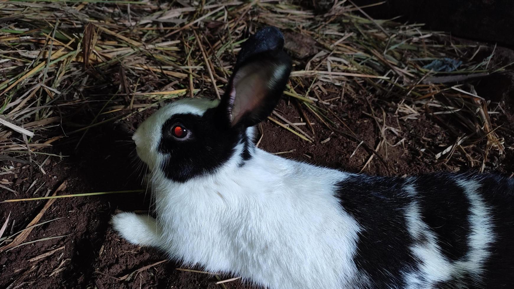 klein konijn op de boerderij. close-up konijnenkonijn in de landbouw farm.rabbits zijn kleine zoogdieren in de familie leporidae foto