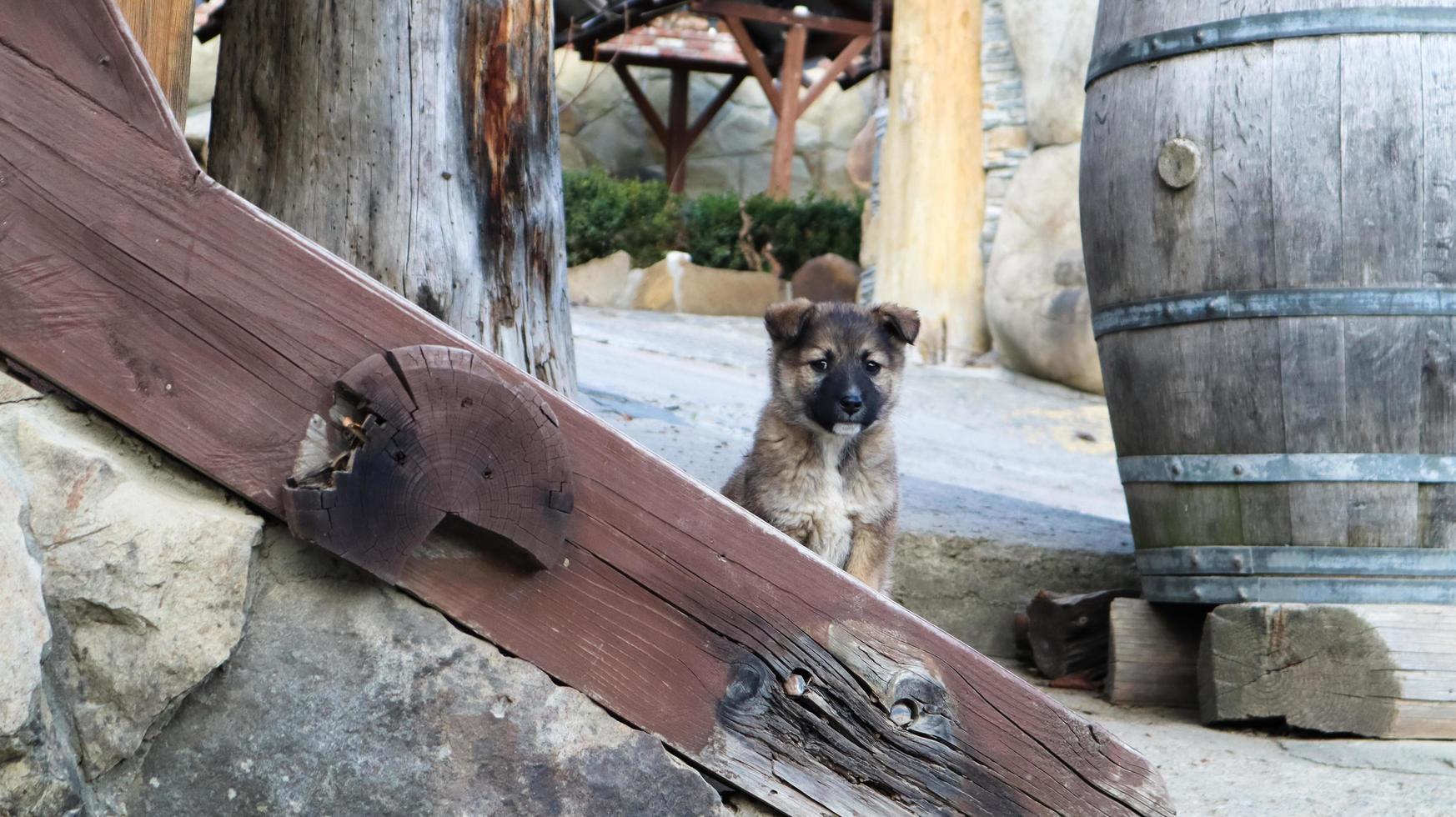 kleine dakloze puppy op de trap in de buurt van het huis in het dorp. een kleine grappige hond bewaakt het huis. foto