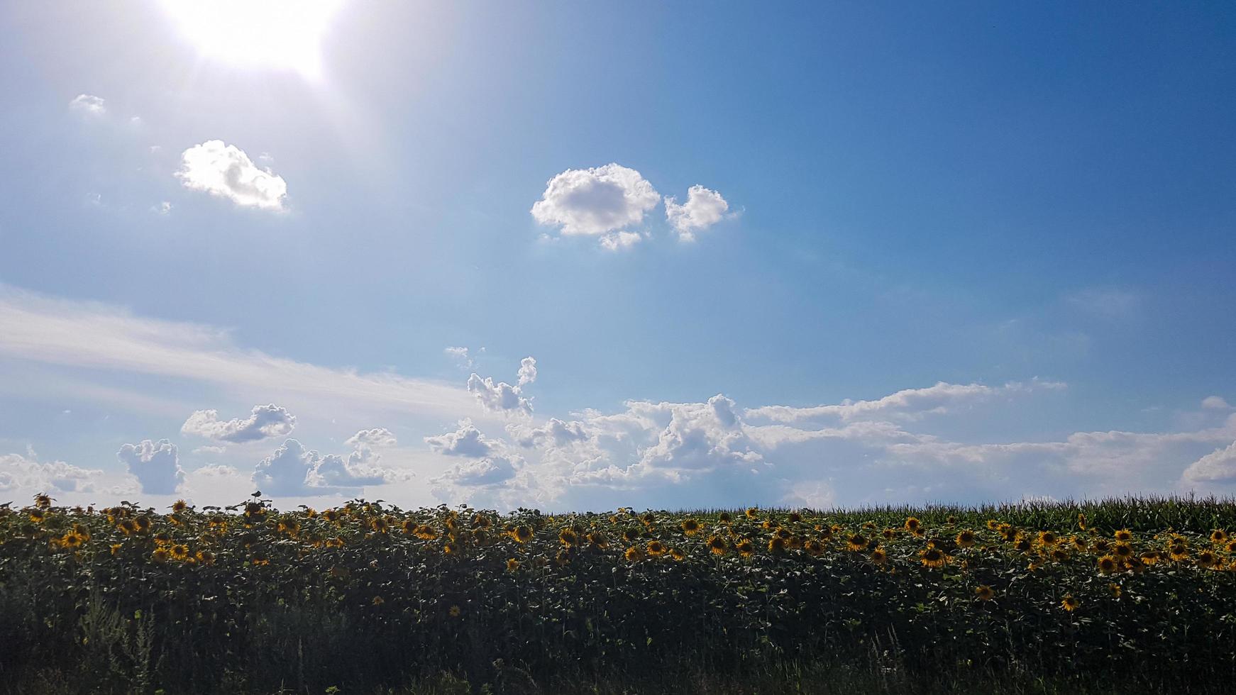 prachtig landschap, veld van mooie en heldere geelgouden zonnebloemen, blauwe lucht en witte wolken op de achtergrond op een zonnige dag. ecologie concept foto. agrarische industrie. foto