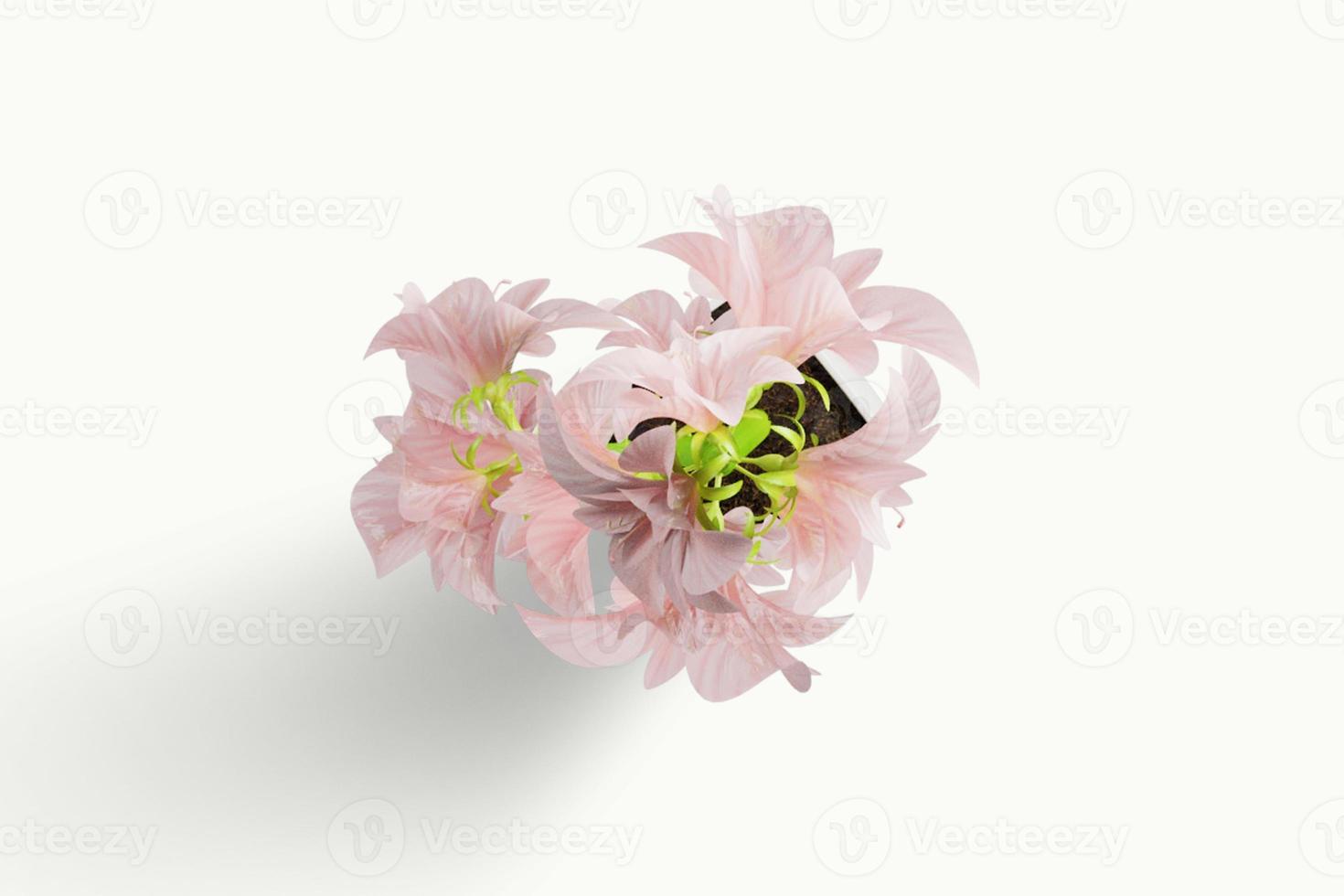 Bloeiende bloem roze pioen close-up, bovenaanzicht geïsoleerd op wit foto