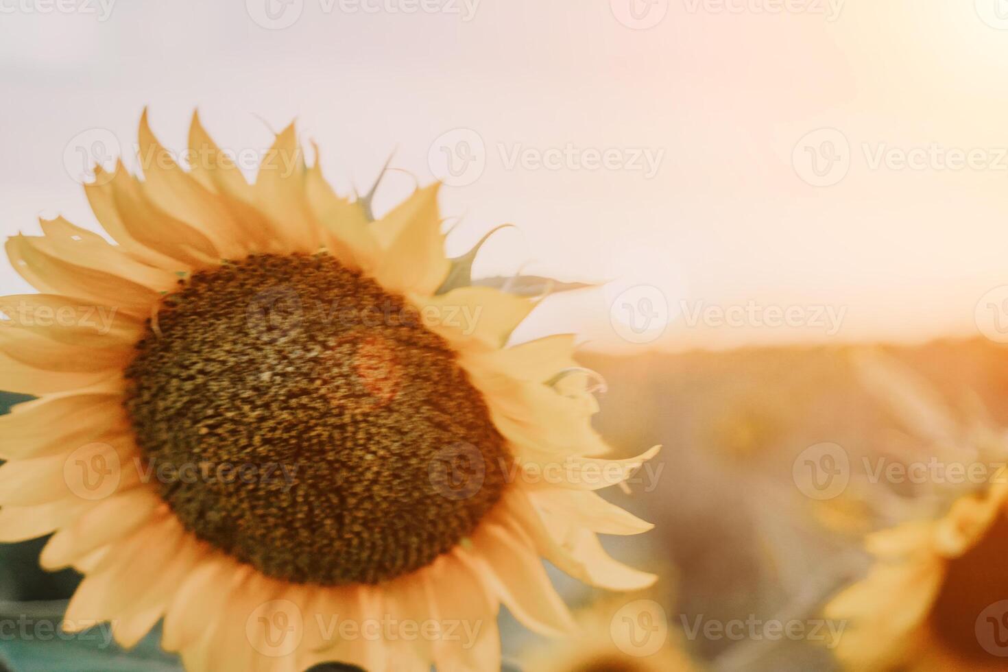 helder zonnebloem bloem. detailopname van een zonnebloem in vol bloeien, creëren een natuurlijk abstract achtergrond. zomer tijd. veld- van zonnebloemen in de warm licht van de instelling zon. helianthus jaarlijks. foto