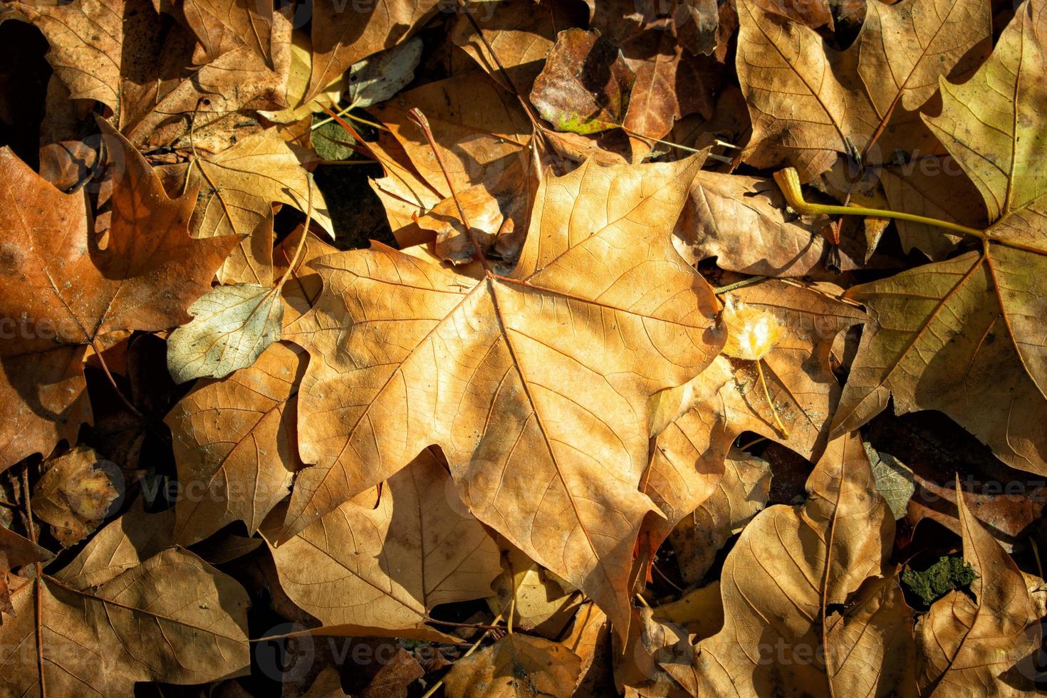 detail van droge bladeren op de parkvloer foto