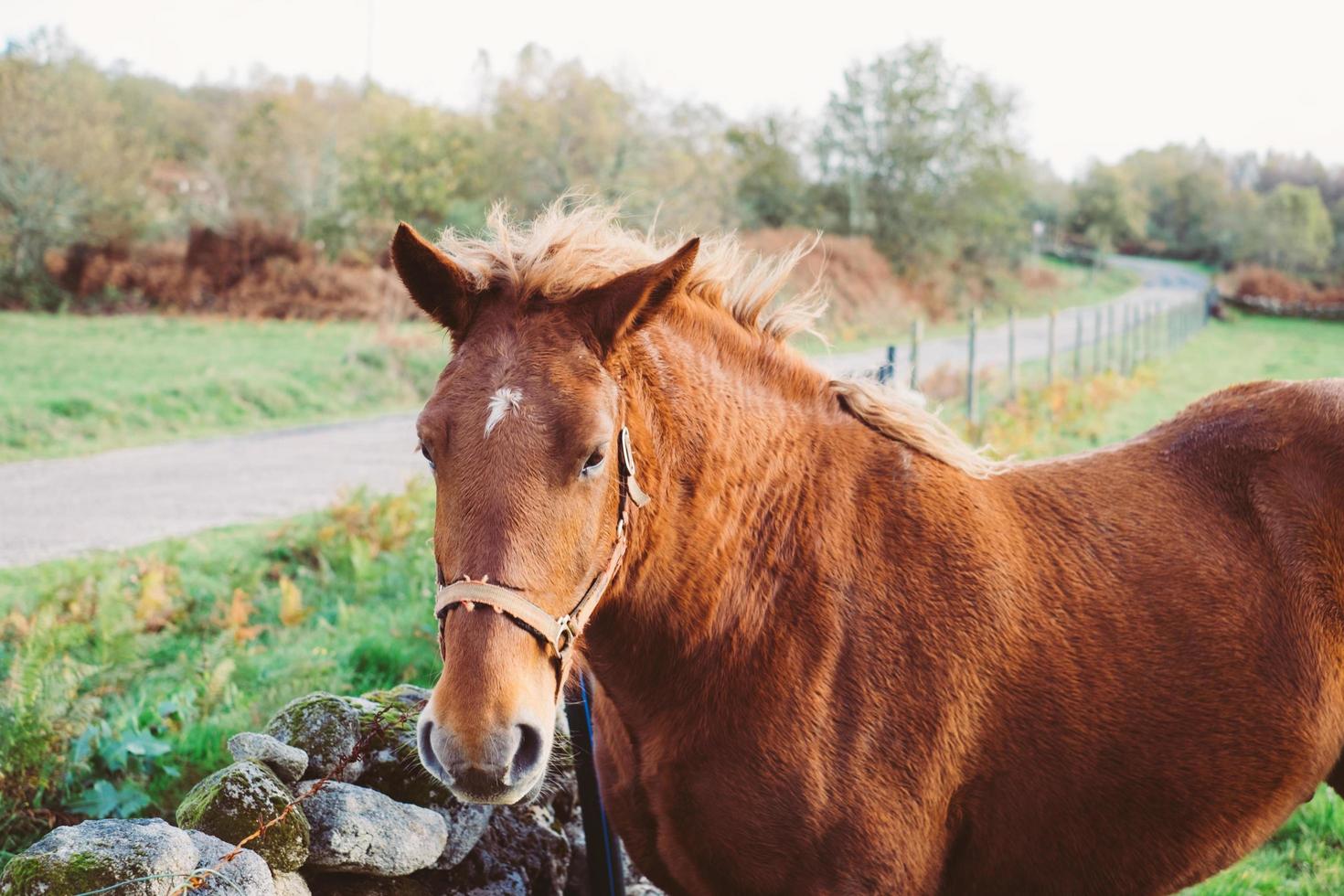 paard zeg hallo foto