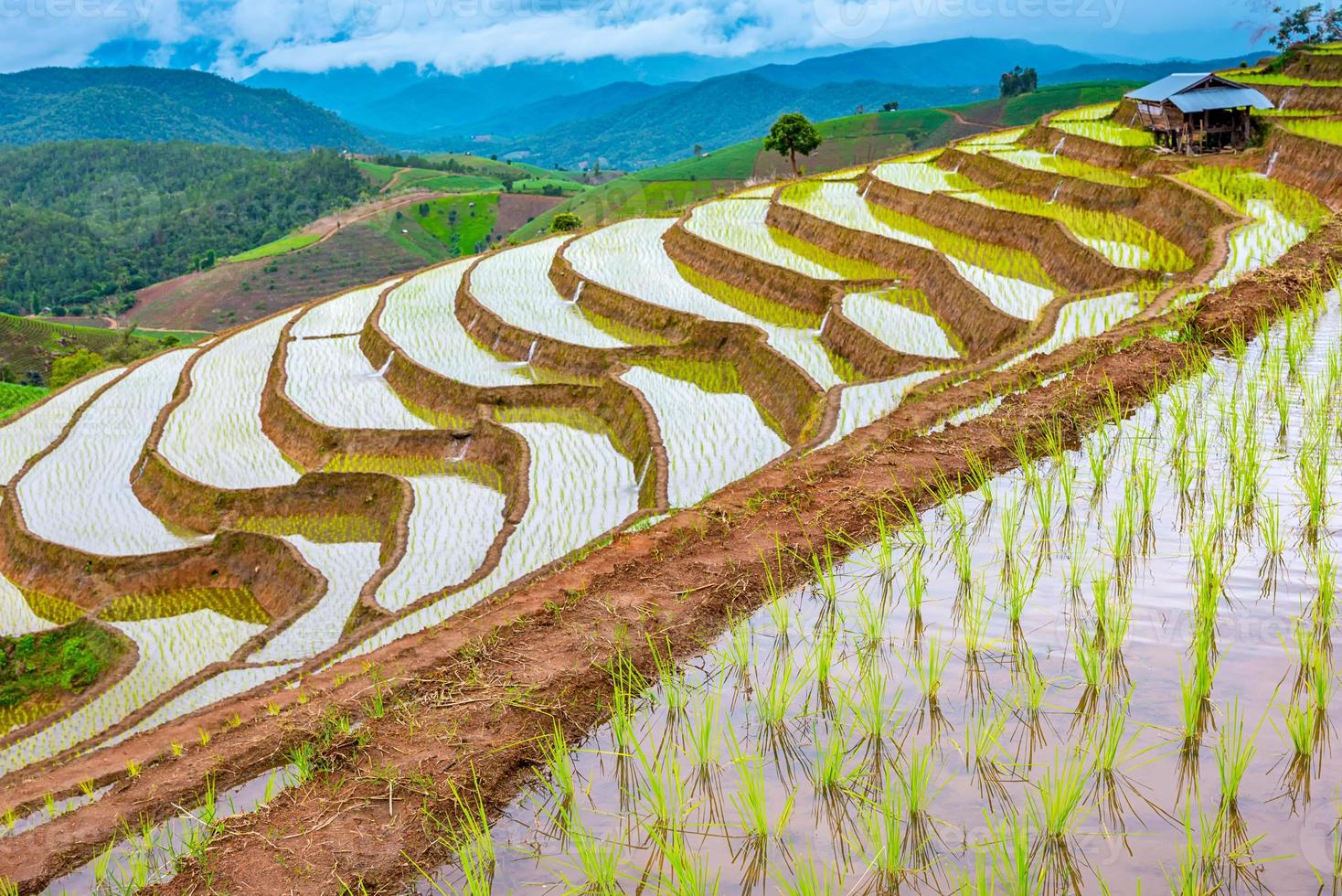 rijstterrassen bij ban pa pong piang, chiang mai foto