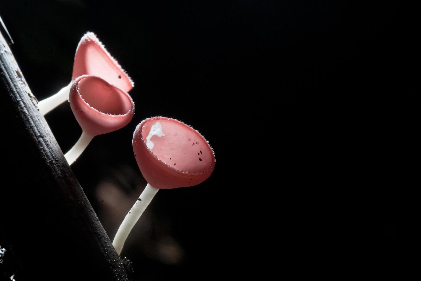 mooie roze champagnepaddestoel in regenwoud foto