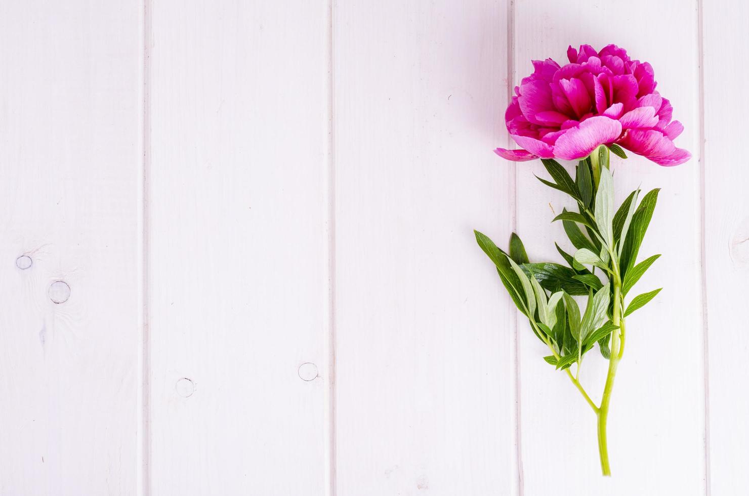 roze pioen bloem op witte houten tafel. foto