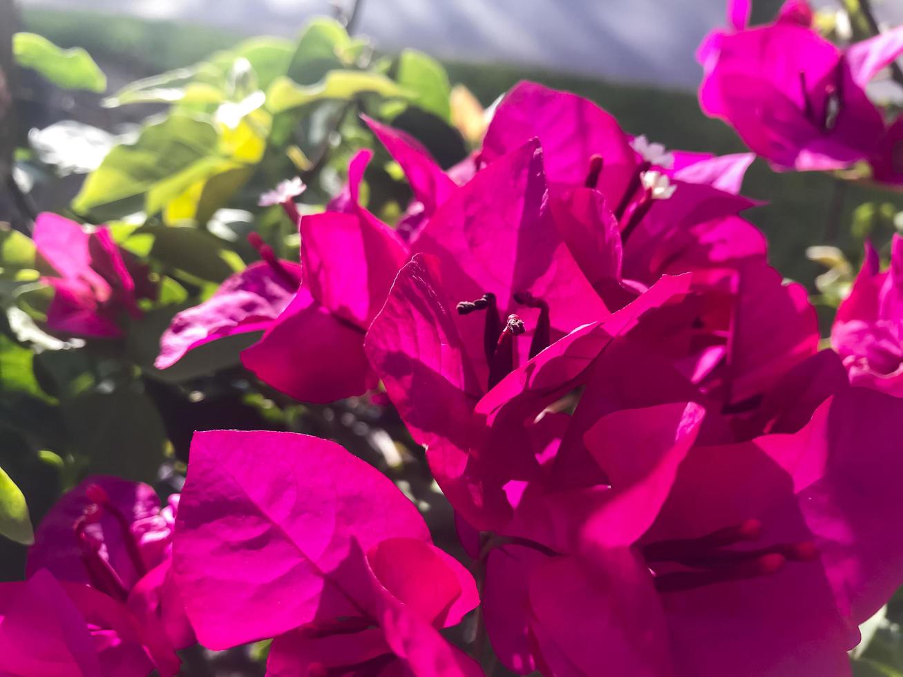 grootbloemige struik hibiscus syriacus met rode bloemen. foto