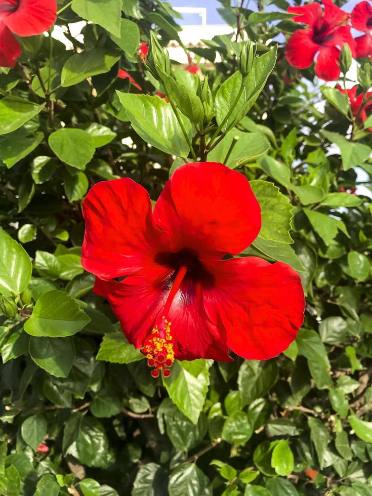 grootbloemige struik hibiscus syriacus met rode bloemen. foto