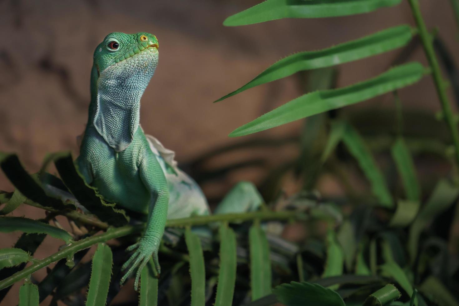 fiji gestreepte leguaan foto